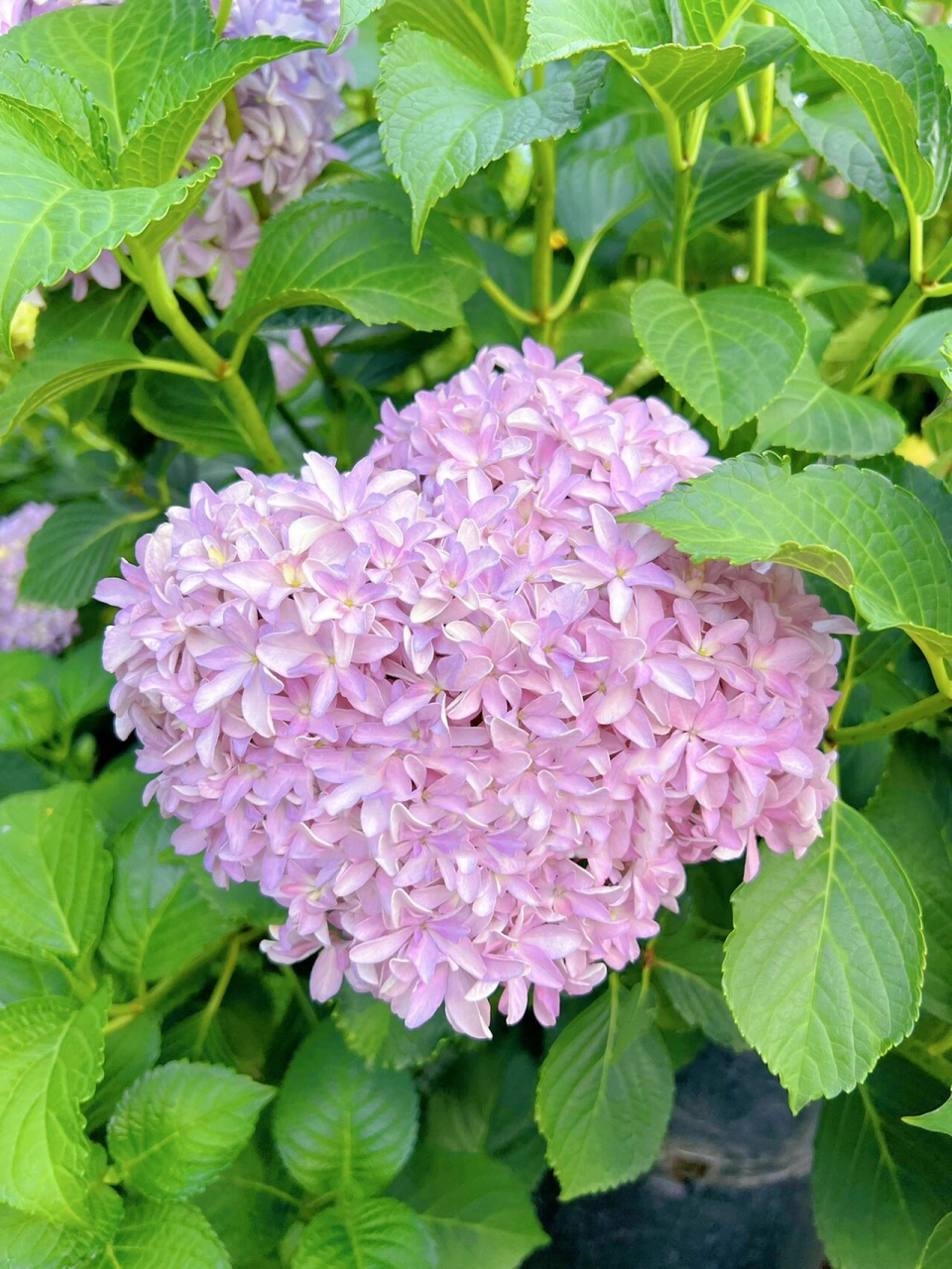 绣球灵感|复花性极强,直立性好,新手必入 绣球灵感,是一款大花重瓣