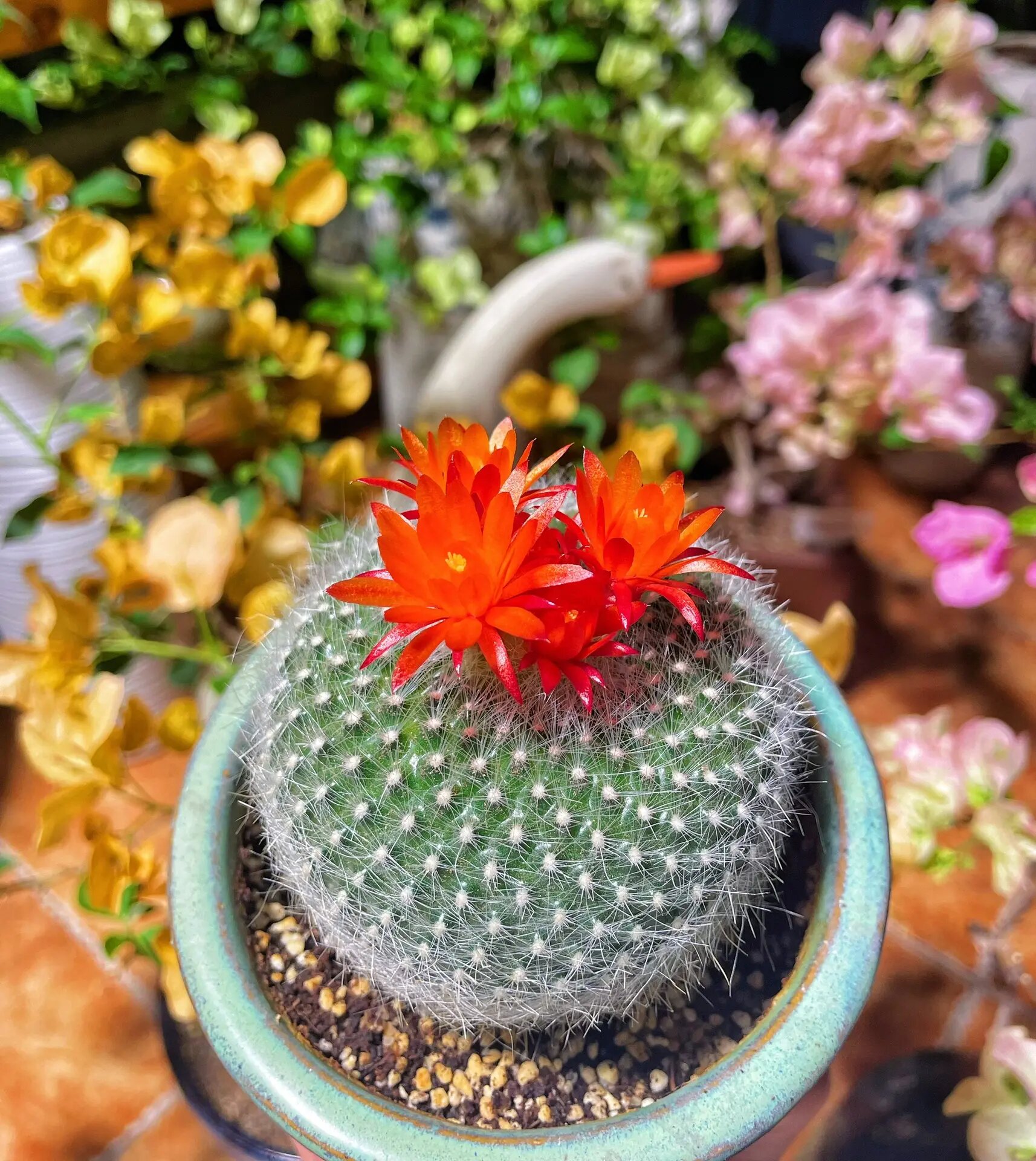 白雪光,它开花了98～ 白雪光开花是这样的?有点点可爱啊～哈哈