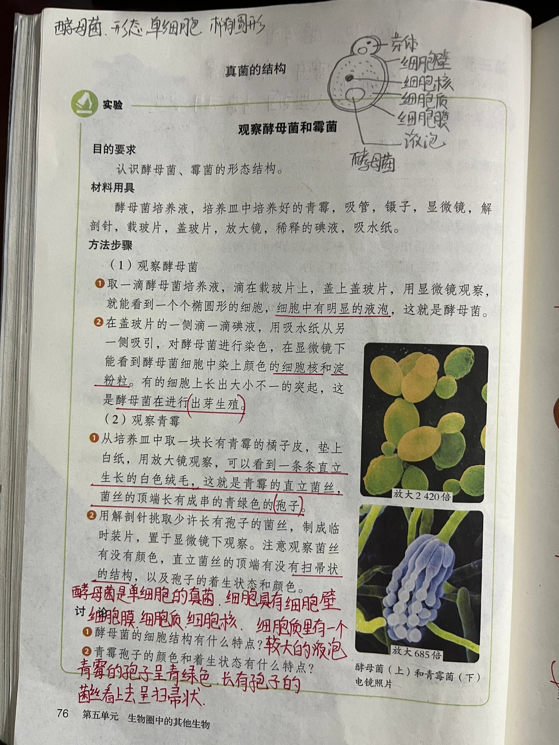 八上生物5 4 3真菌 课本笔记