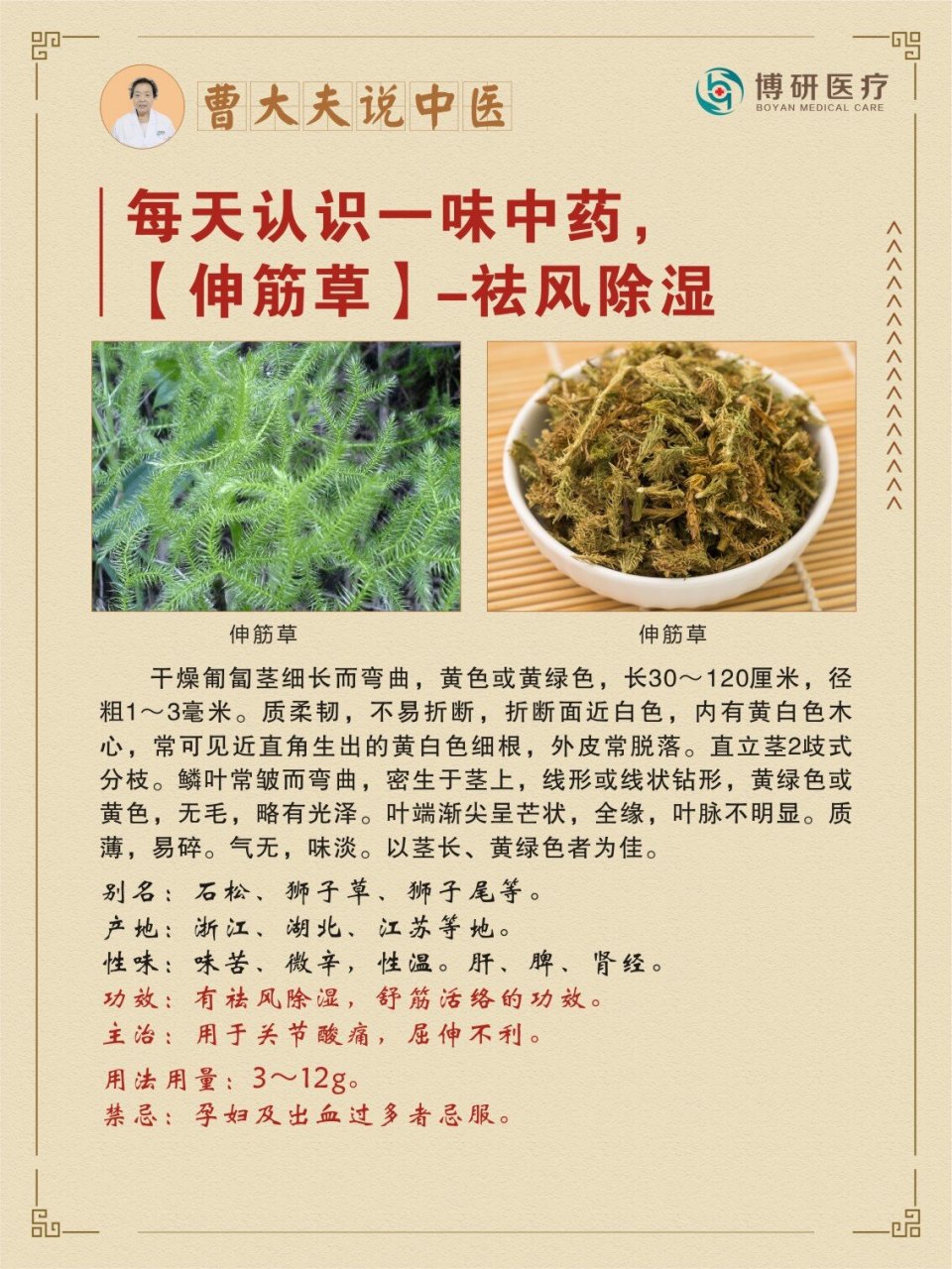 马尾伸筋草治中风偏瘫图片