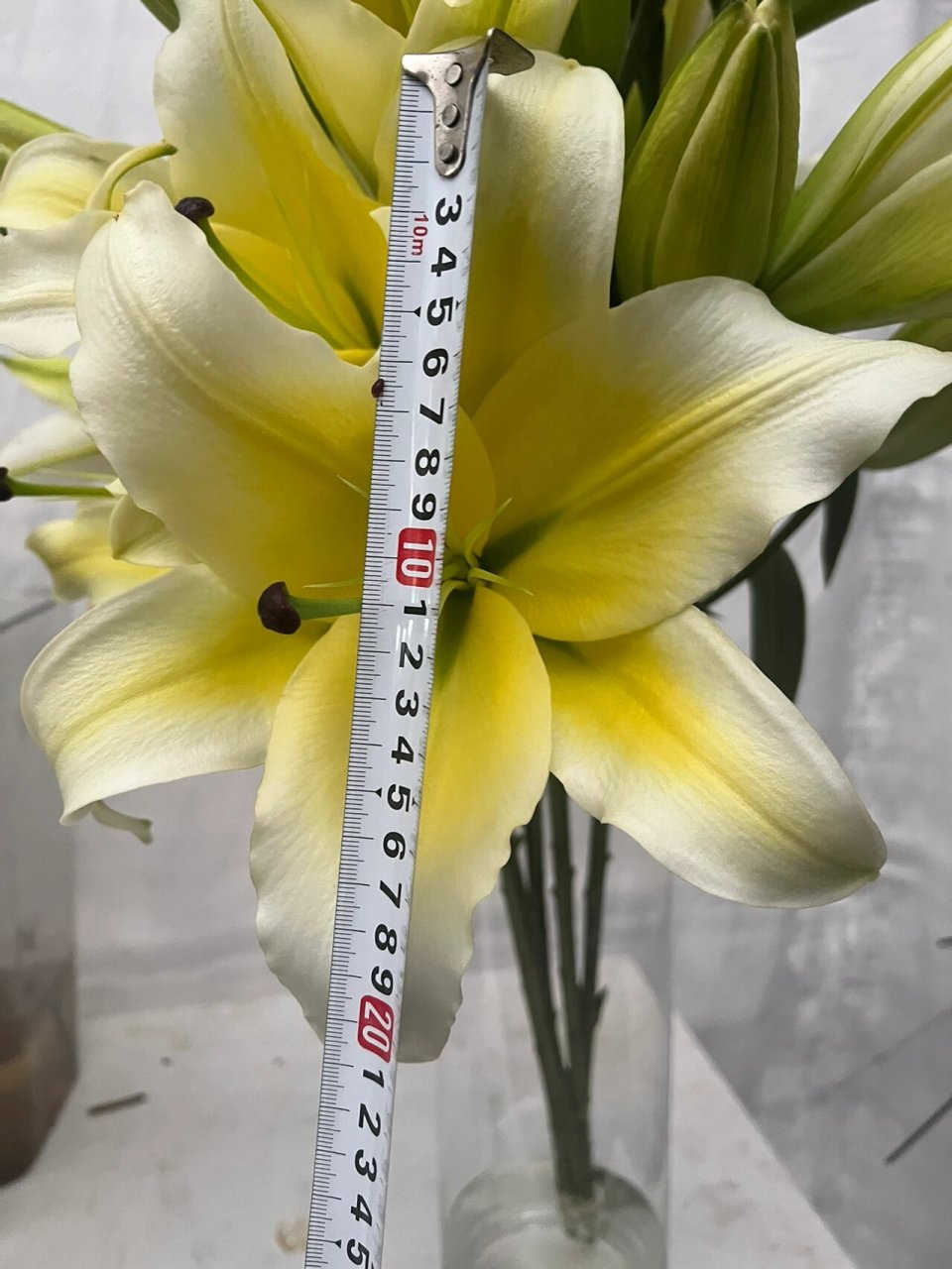 百合之王95黄天霸香水百合96花苞硕大香味浓 一丝清新淡雅 ,馥郁