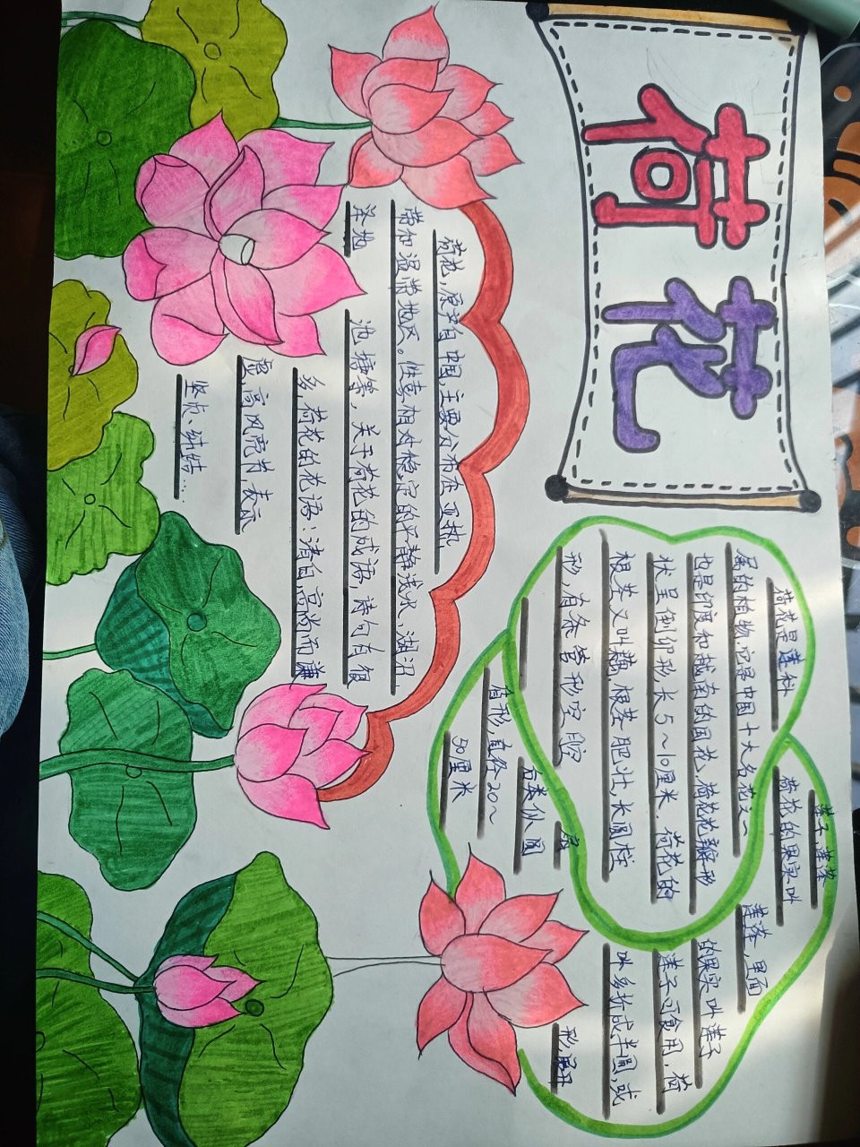 荷花手抄报   文案