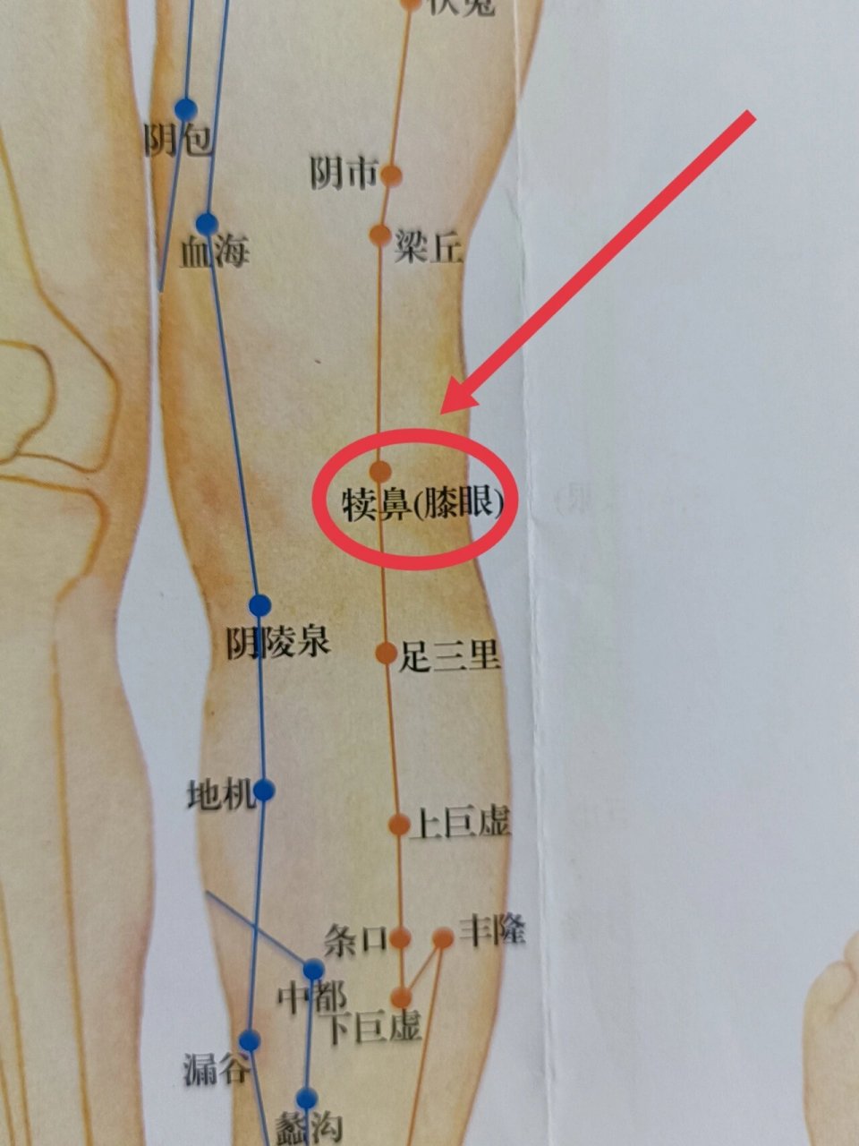 👇👇👇 【穴名】犊鼻穴,又名外膝眼穴 【位置】屈膝,在膝部