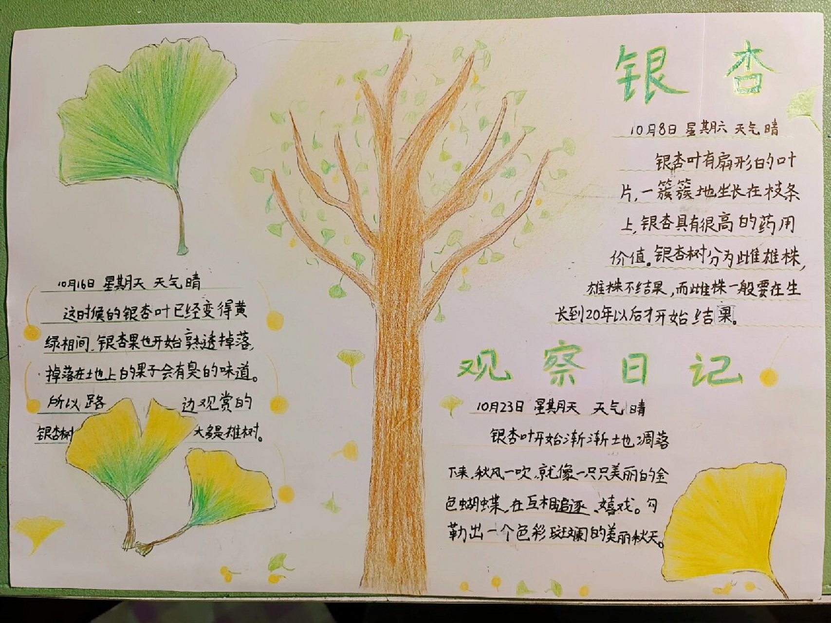 银杏树植物介绍卡图片