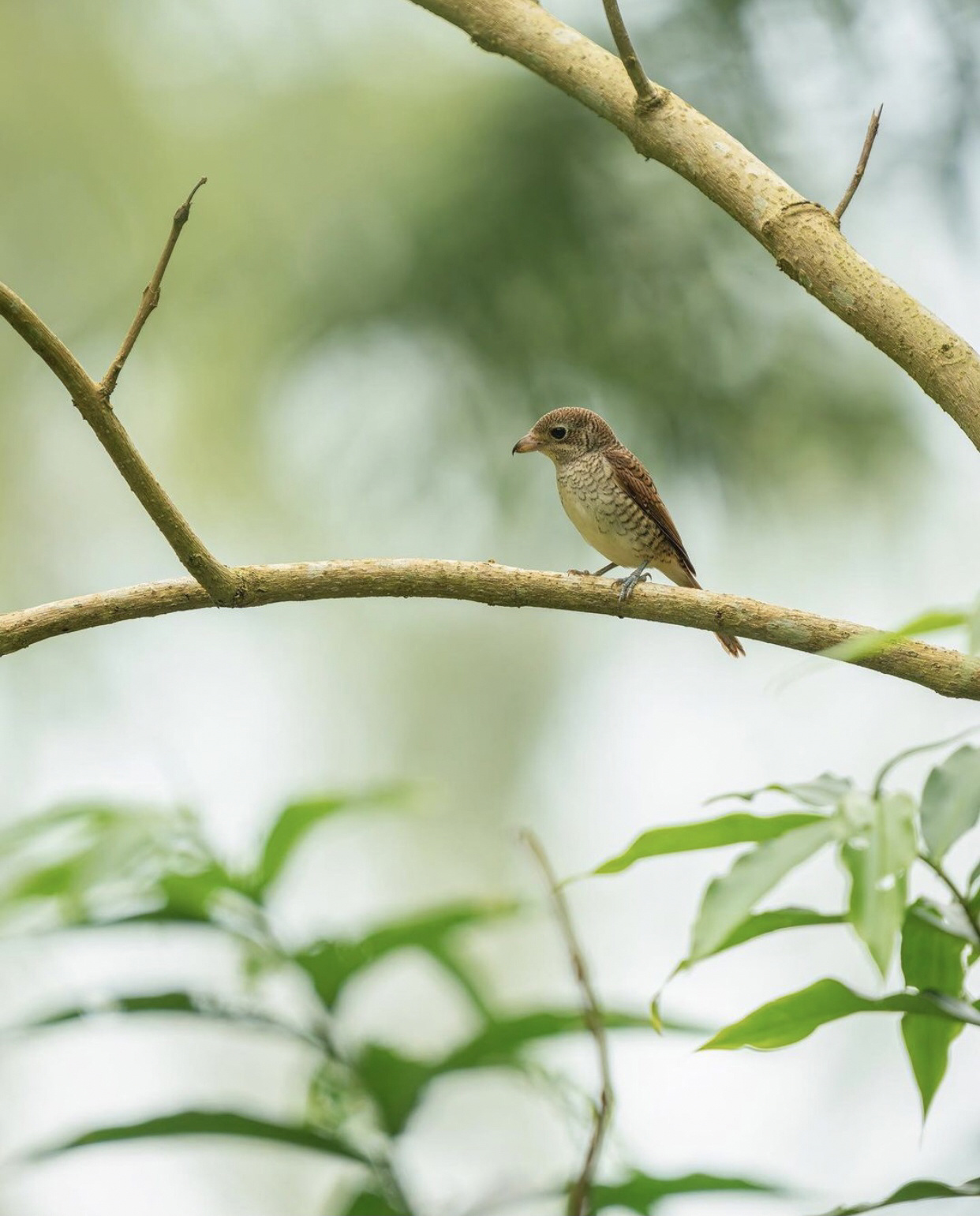 这只tiger shrike 虎纹伯劳幼鸟还没长大 tiger shrike 虎纹伯劳生活