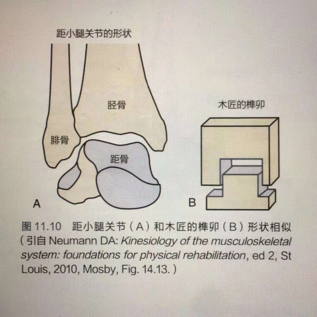 脚踝结构图片大全图片图片