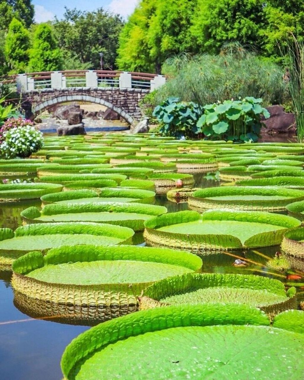 【草津市立水生植物公园水之森】是一处三面环湖,视野特别开阔的公园