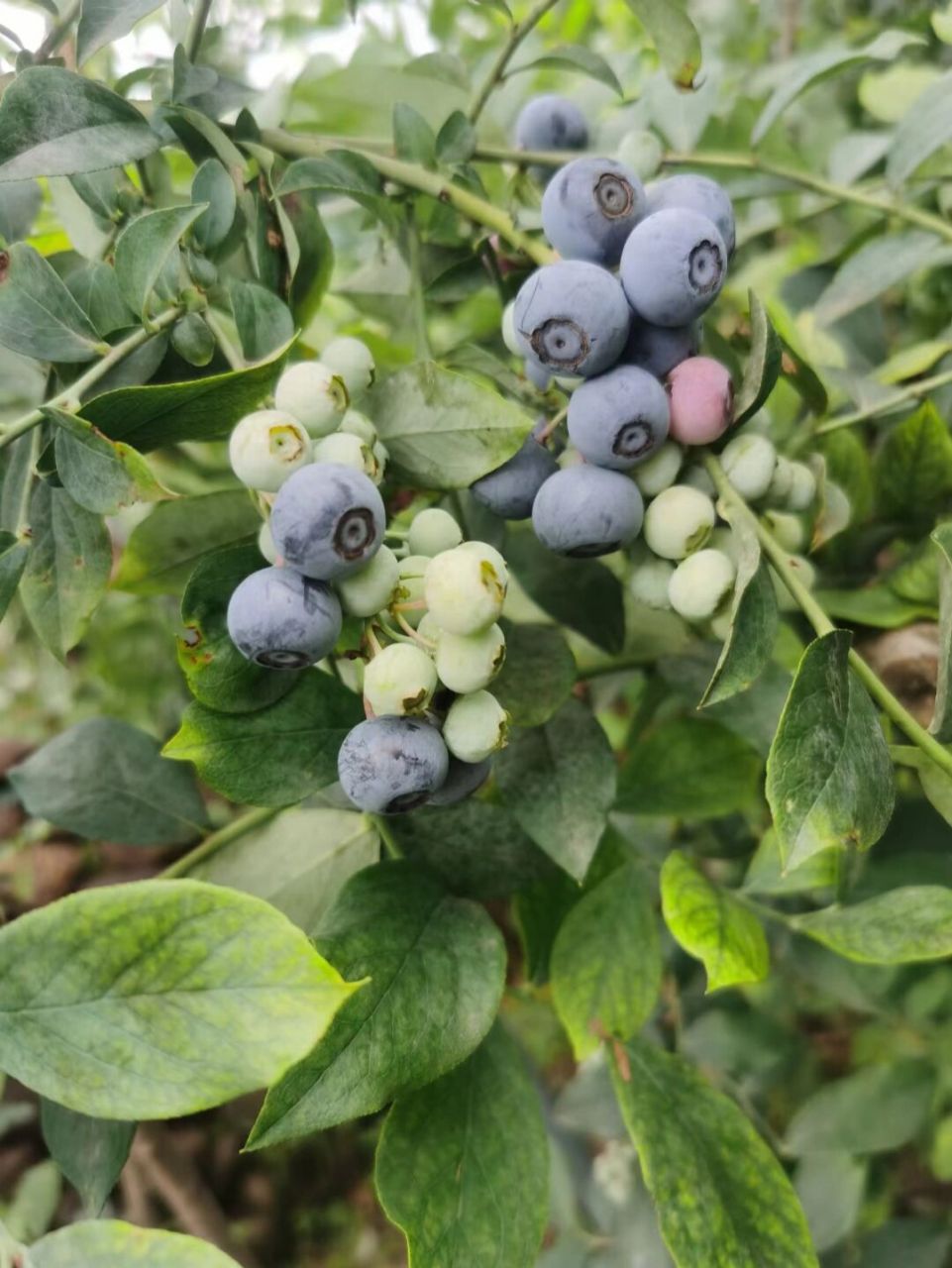 灿烂97晚熟蓝莓战斗机93 灿烂这个品种 果期长, 果子大, 产量高