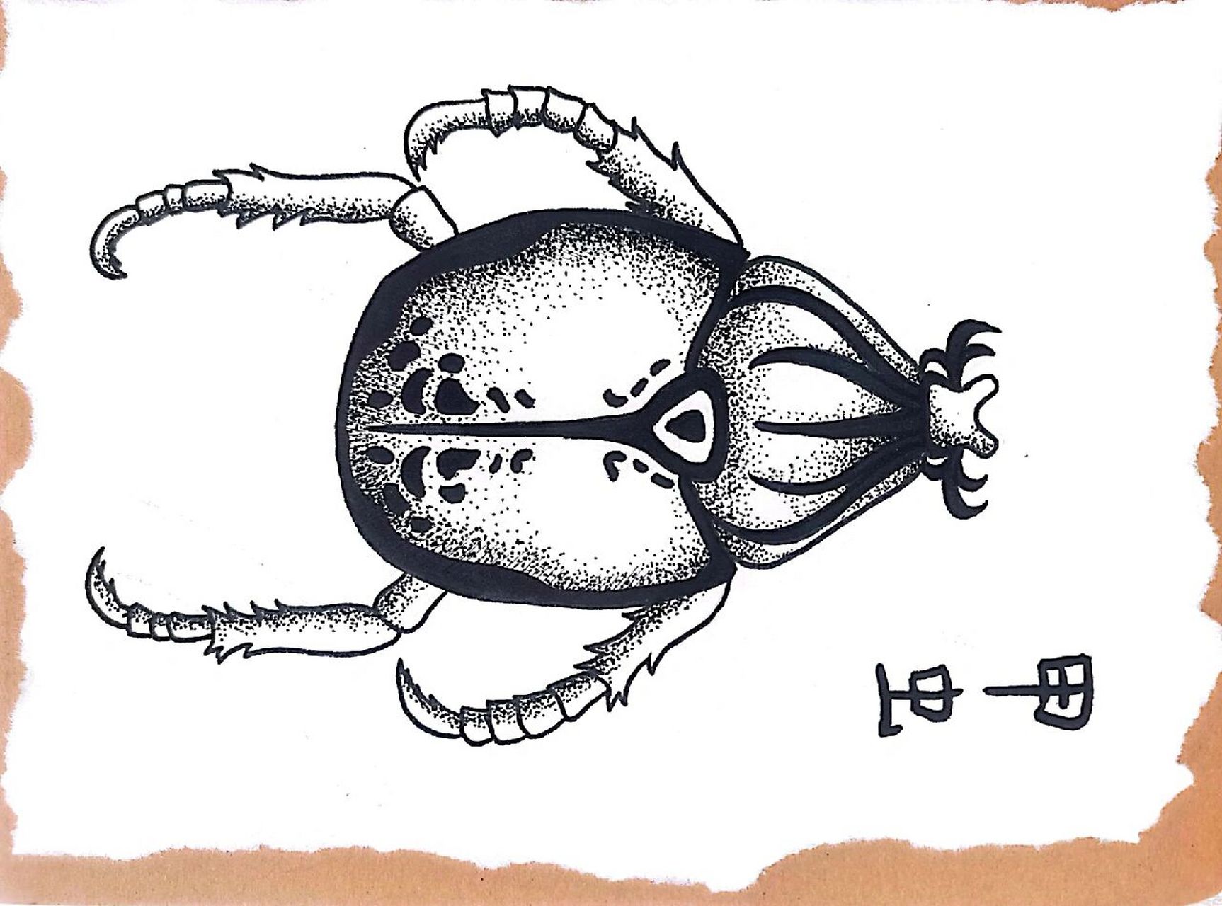 昆虫记——昆虫线描