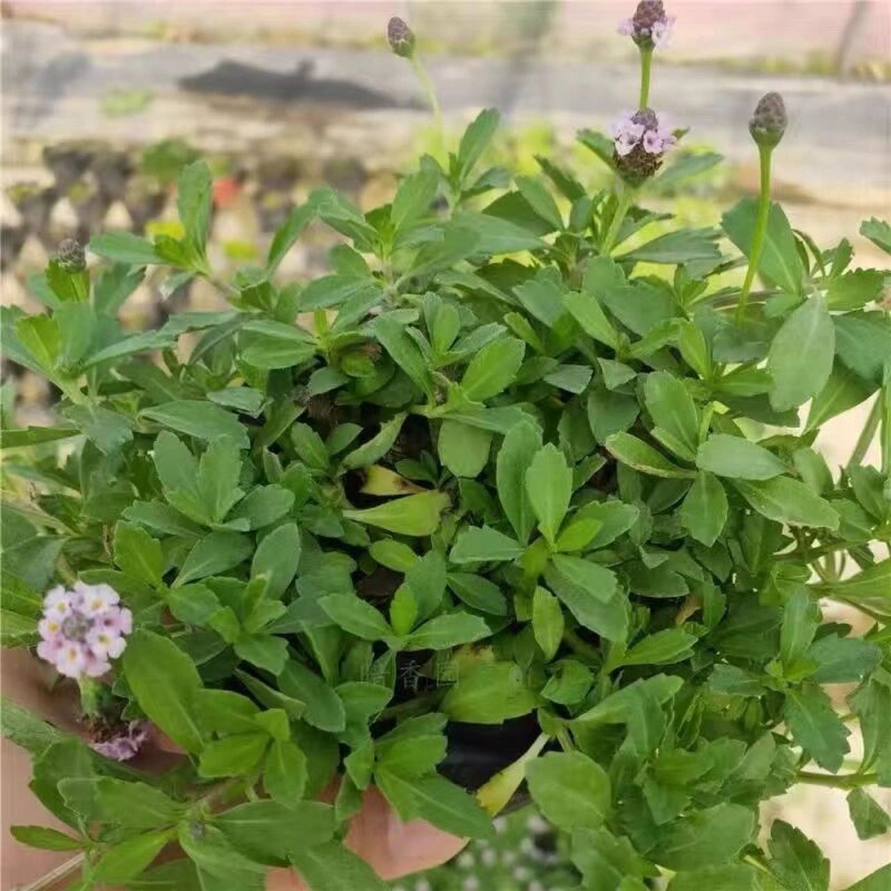 姬岩垂草庭院植物耐寒耐旱易打理四季开花 姬岩垂草是多年生草本植物.