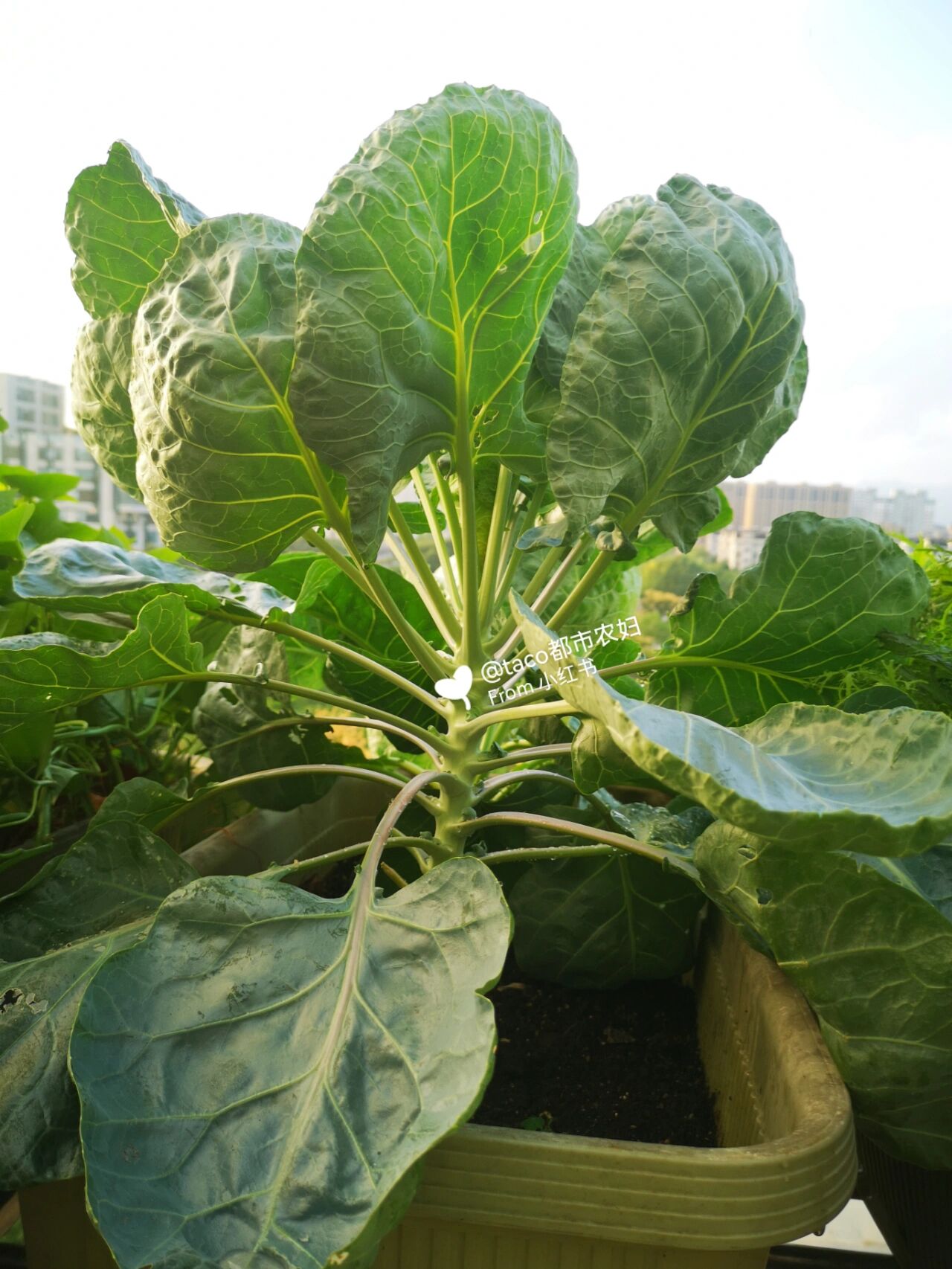 阳台种菜:抱子甘蓝种植教程 抱子甘蓝,它小的时候长得象包心菜,长大后
