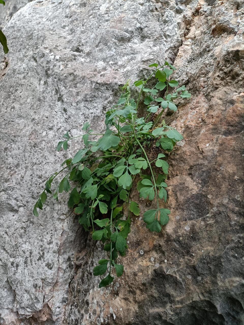 岩黄莲的功效和图片图片