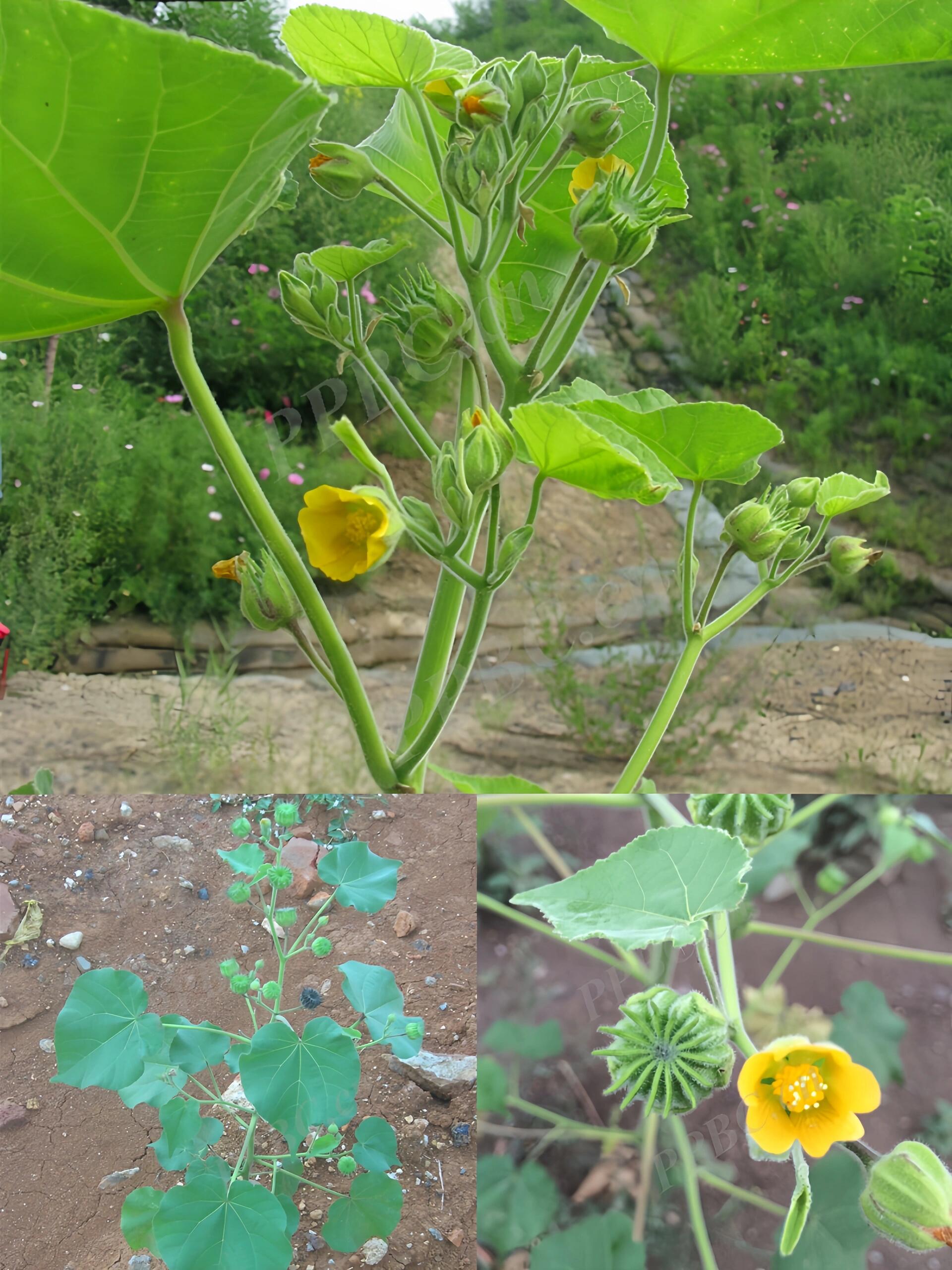 席麻野菜图片