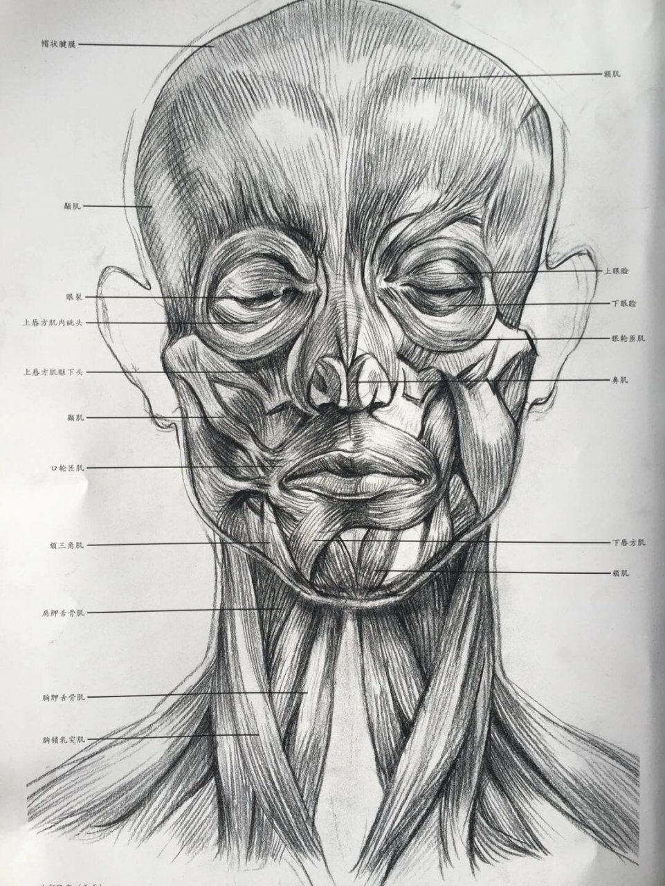 素描笔记|让人沉迷的肌肉解剖来了94头像 素描头像中对肌肉的理解是