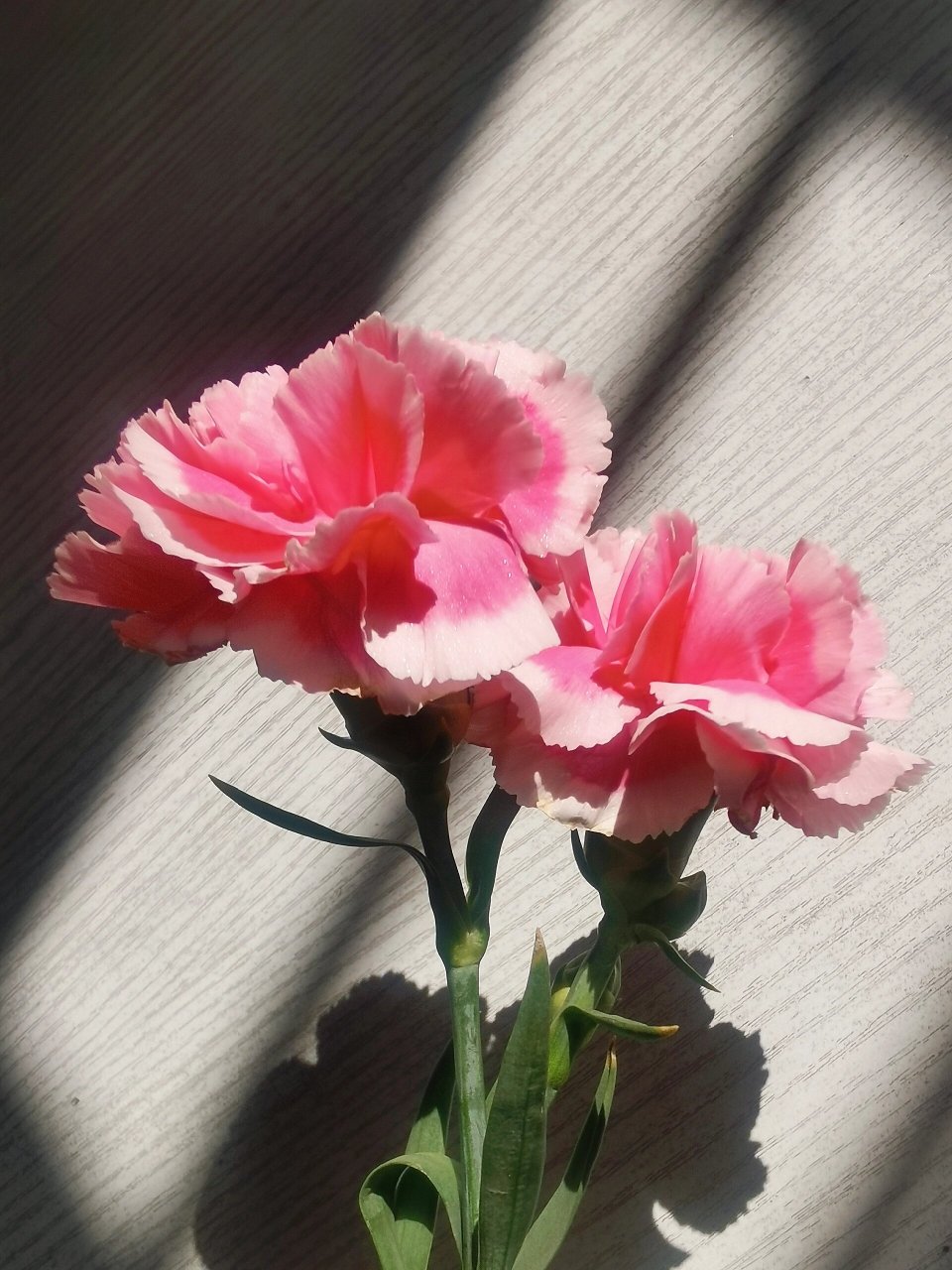 笑颜康乃馨 漂亮的胭脂红,白色描边, 在阳光下花瓣上银光微闪, 花头不