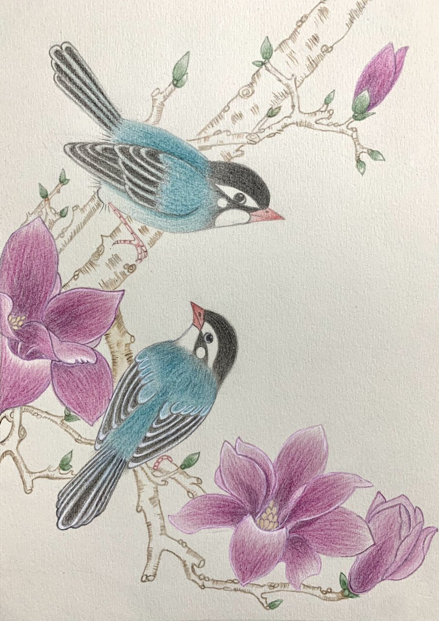彩铅画花鸟 初一鸟语花香,紫气东来.