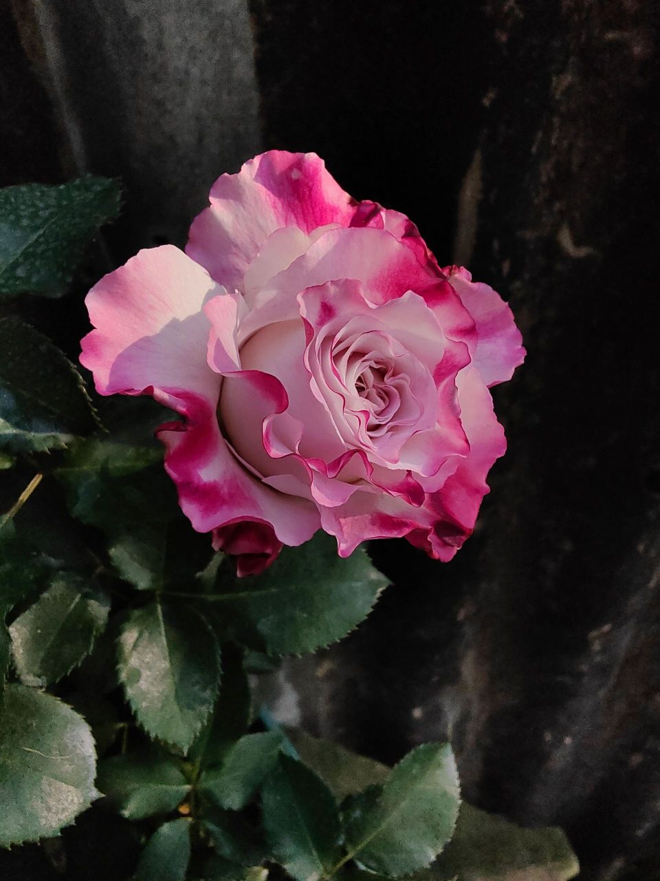 仙女琳达月季 仙女琳达 名仙女,姓贝拉琳达 她是贝拉琳达系列7公主中