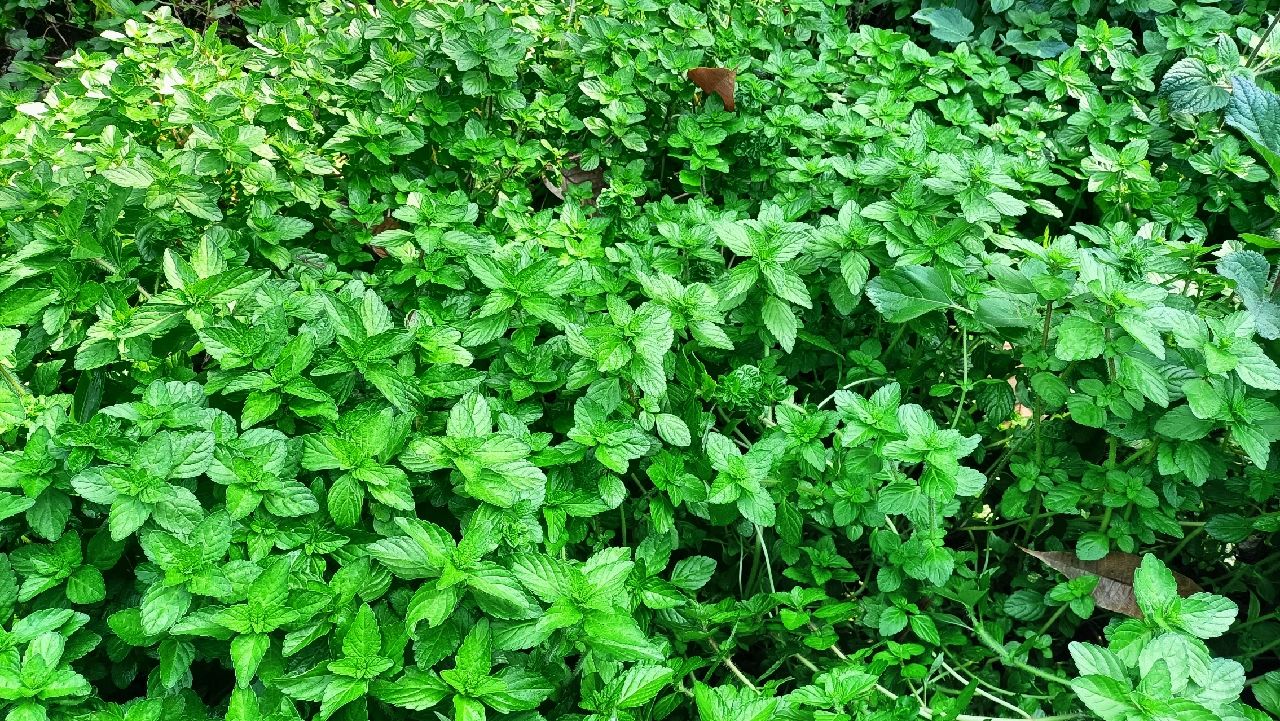 云南野生香香菜