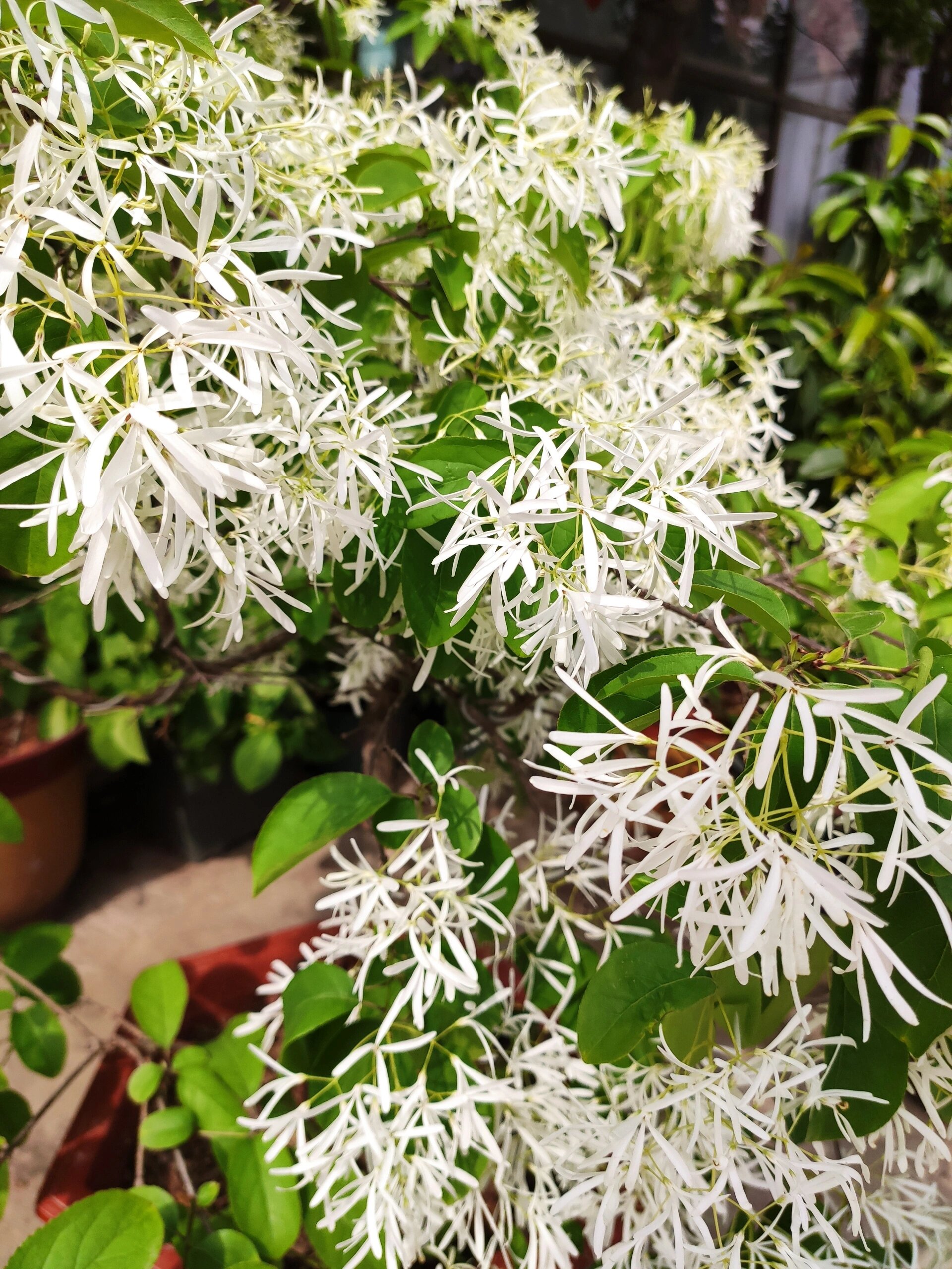 流苏 又名四月雪  雪罗 糯米花树  瑶池飞鸾流苏树, 四月漫雪流苏花.