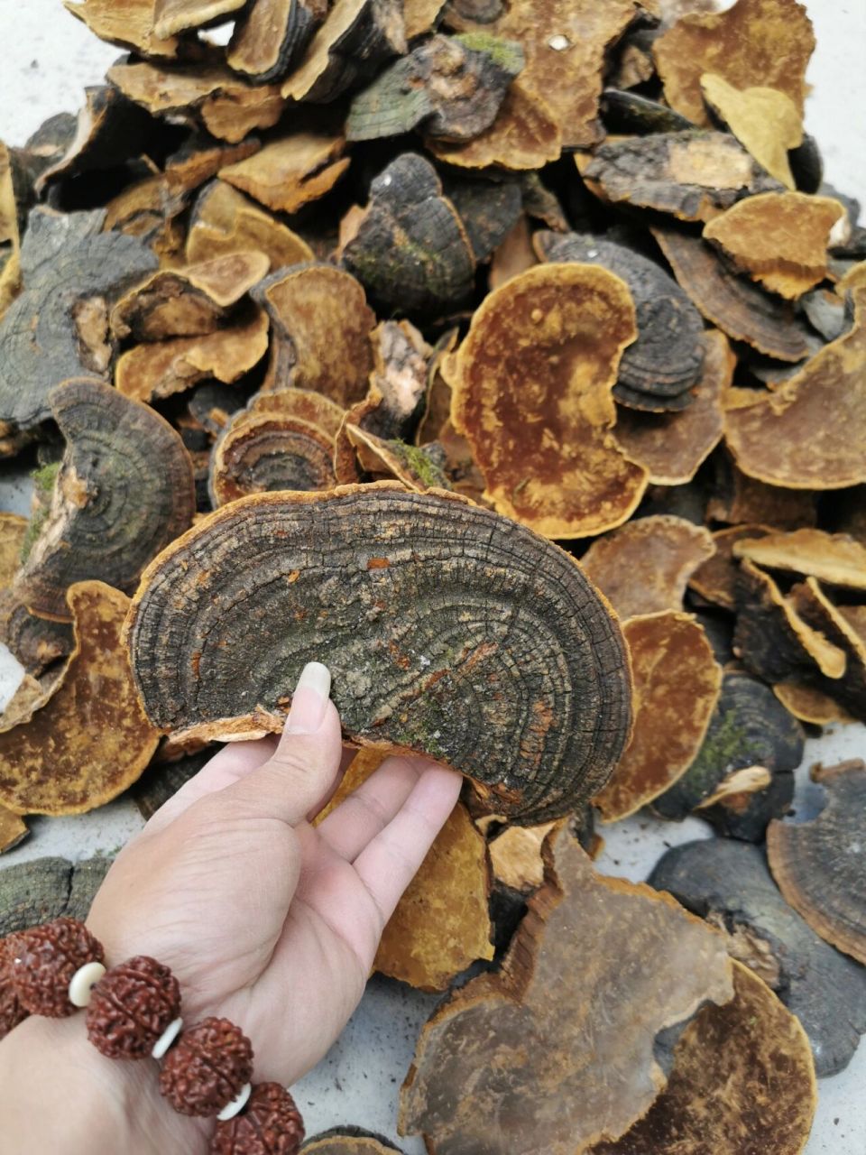 来看看比黄金还贵的灵芝!