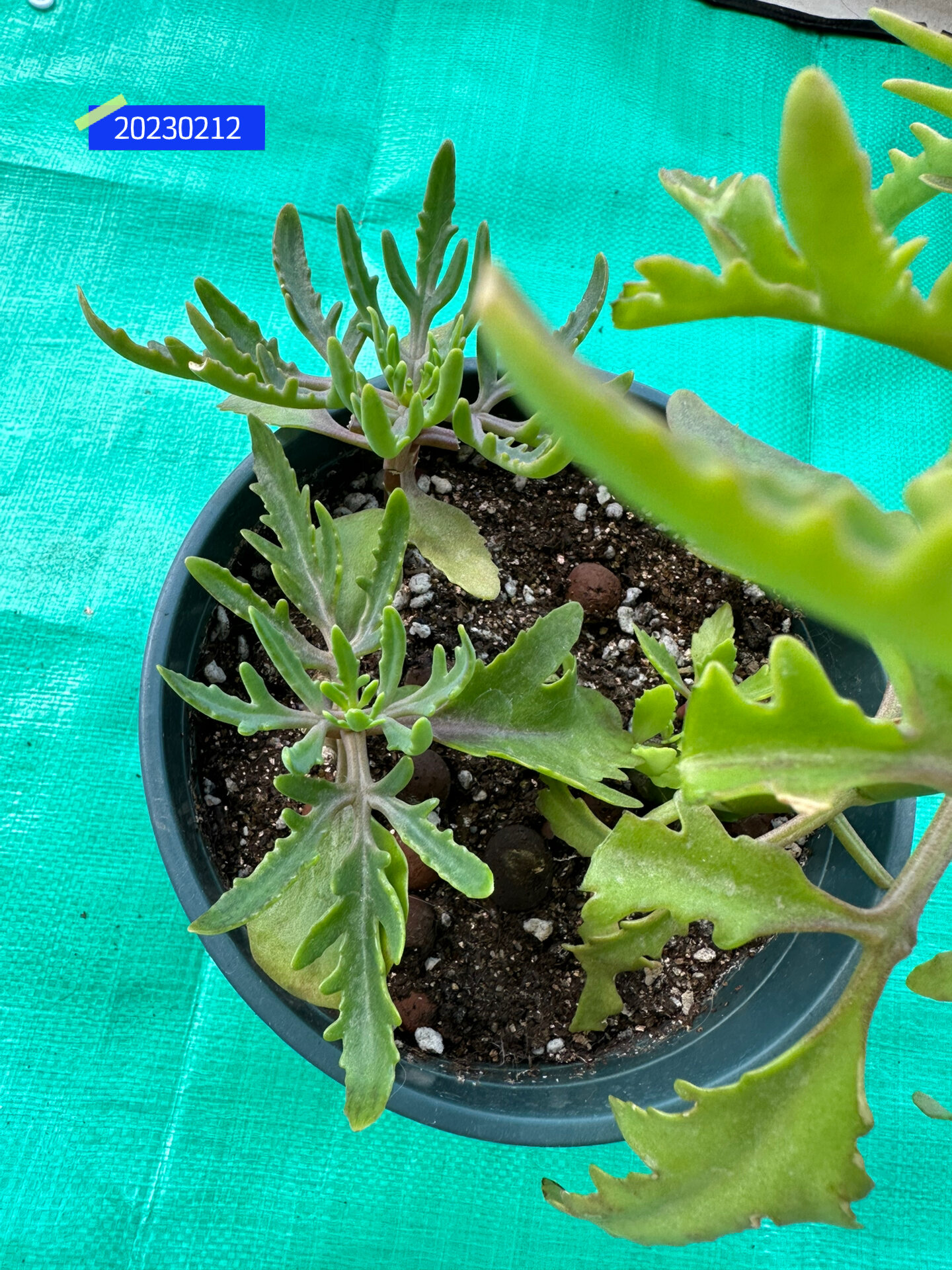 伽蓝菜|长寿花|植物分盆