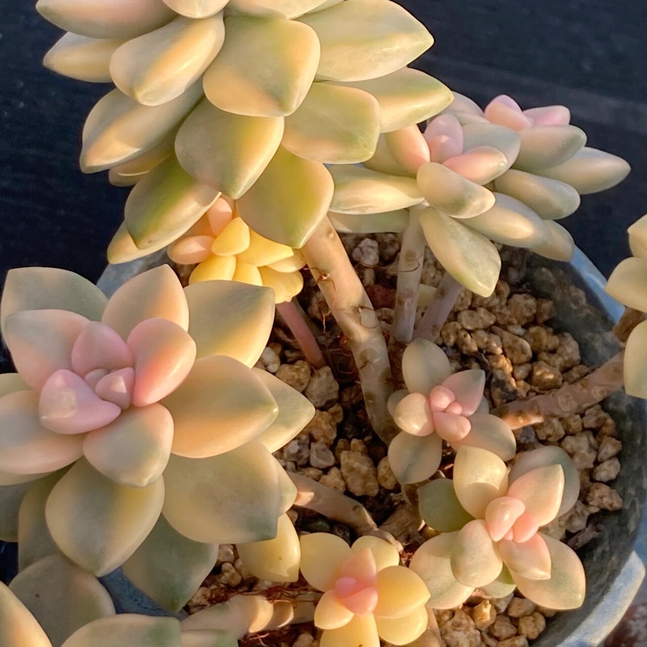 新手必入品种之美杏锦