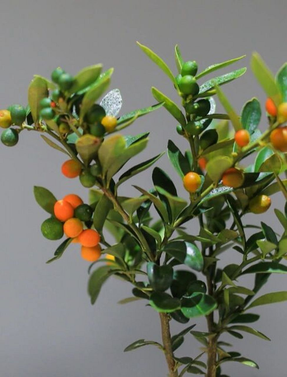 金豆挂果期长,一般从11月初挂果直至第二年5月,黄灿灿的果实挂满枝头