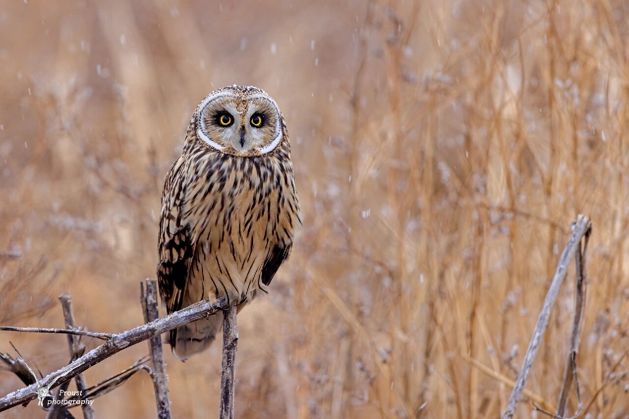 可萌可凶的短耳鸮 短耳鸮是最常见的猫头鹰之一,它不仅分布广泛,而且