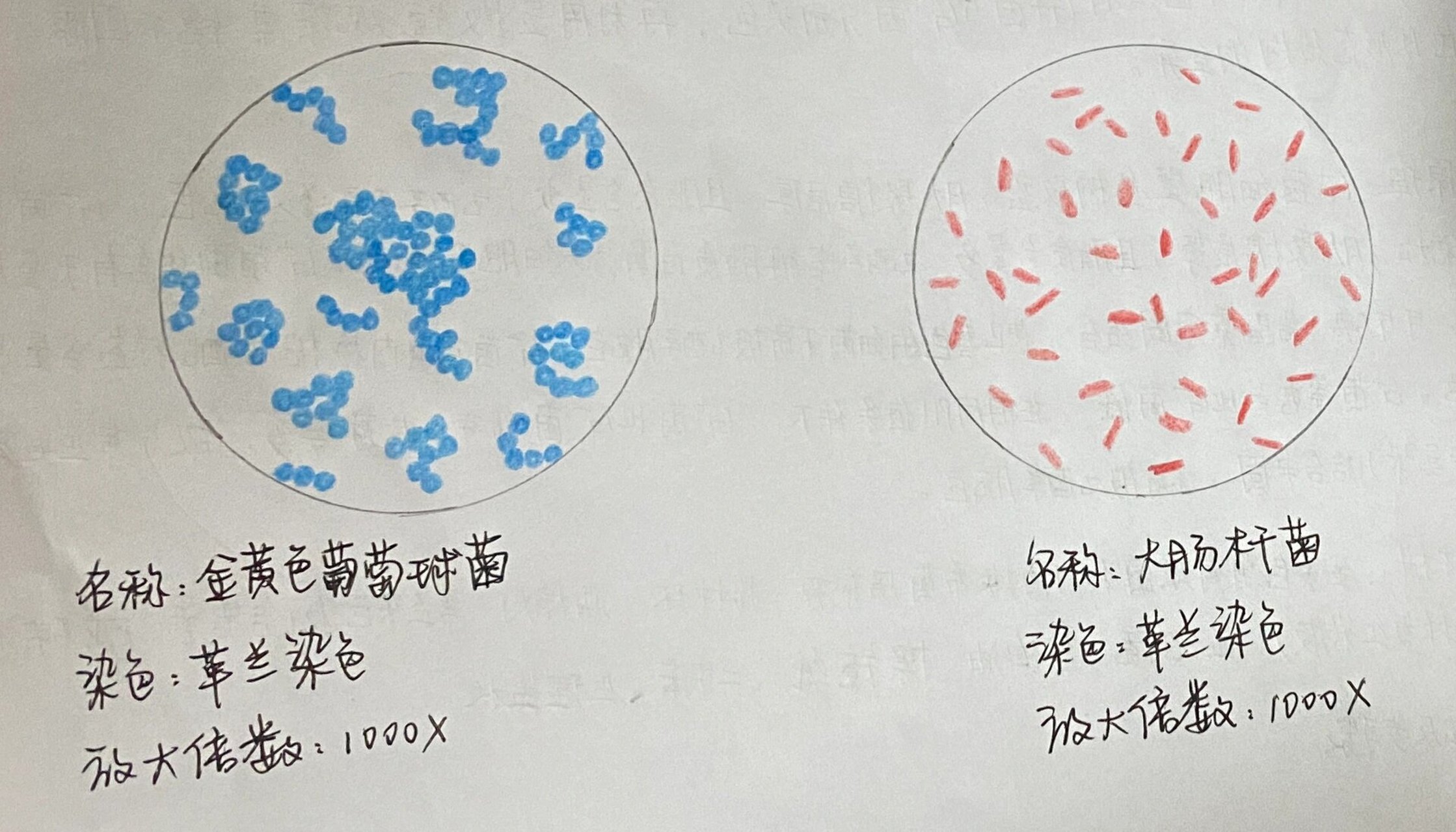 大肠杆菌手绘图红蓝图片