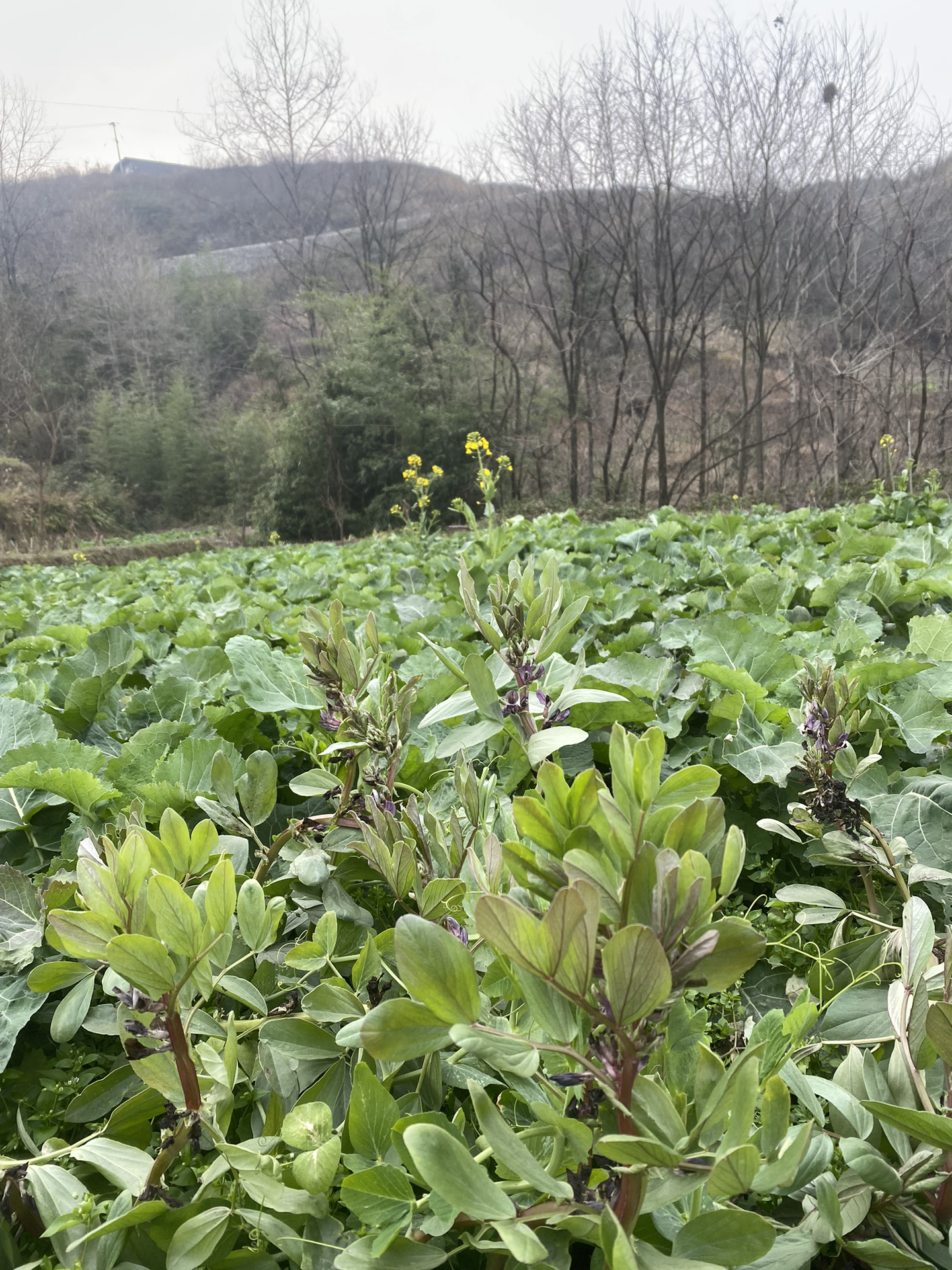 南川油茶(绿茶熬溶压成汁,再烧成汤:接待贵宾里面加鸡蛋,瘦肉,麦块)