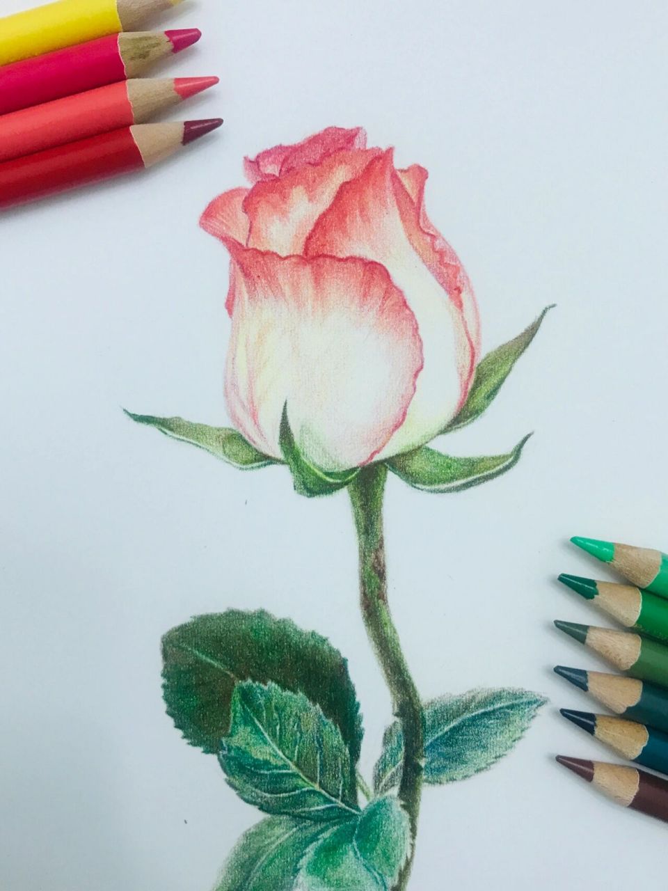 彩铅玫瑰花 彩铅玫瑰花95!