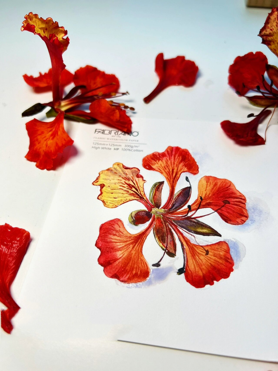 水彩写生|画一朵红红火火的凤凰花～ 好像最近都在画玫瑰,今天换一个