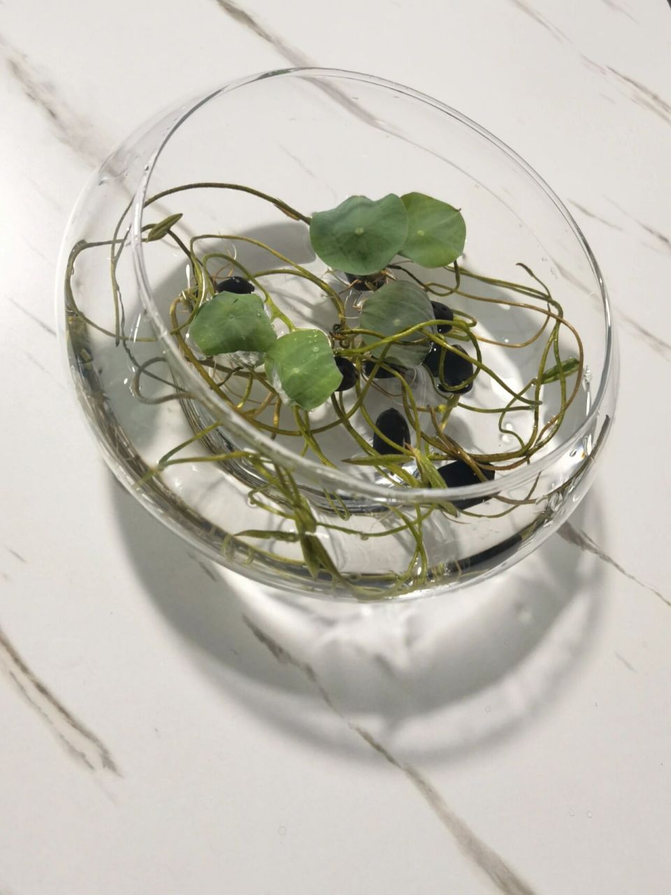 水培荷花碗莲,拔苗助长了 东北上个月的天气还有点凉.