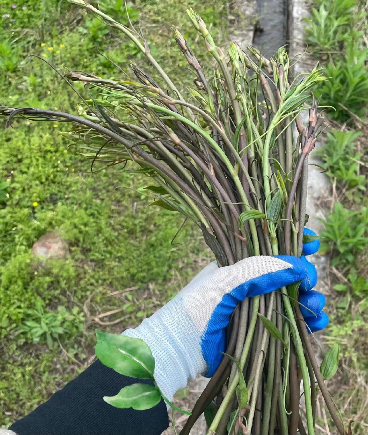 野菜中的天花板"牛尾蕨"牛尾菜