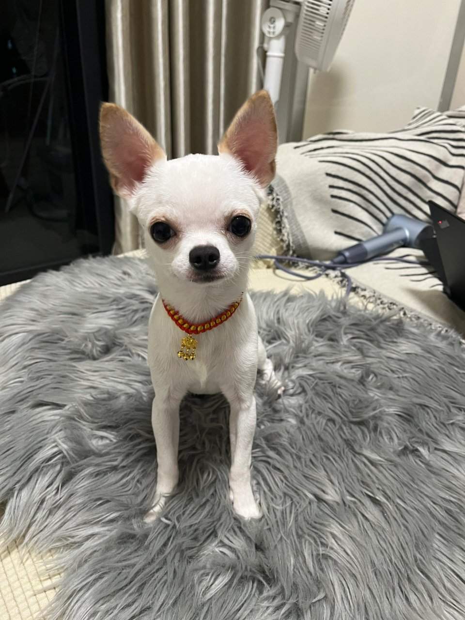 吉娃娃修勾与红绳更配哦 给小波利买了红绳长命锁 希望我的宝贝小狗