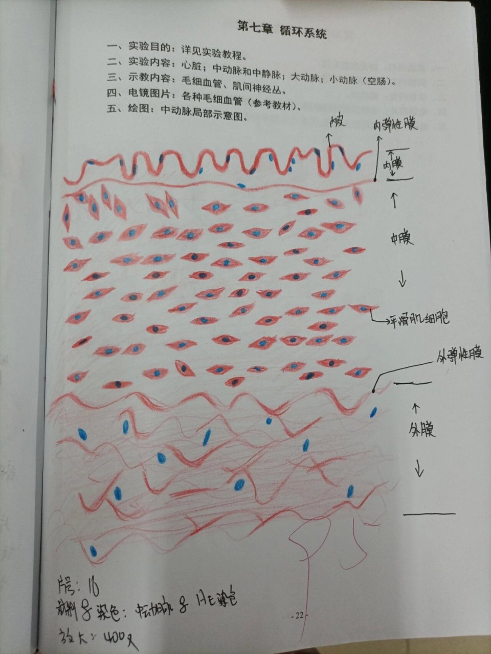 复层柱状上皮绘图图片