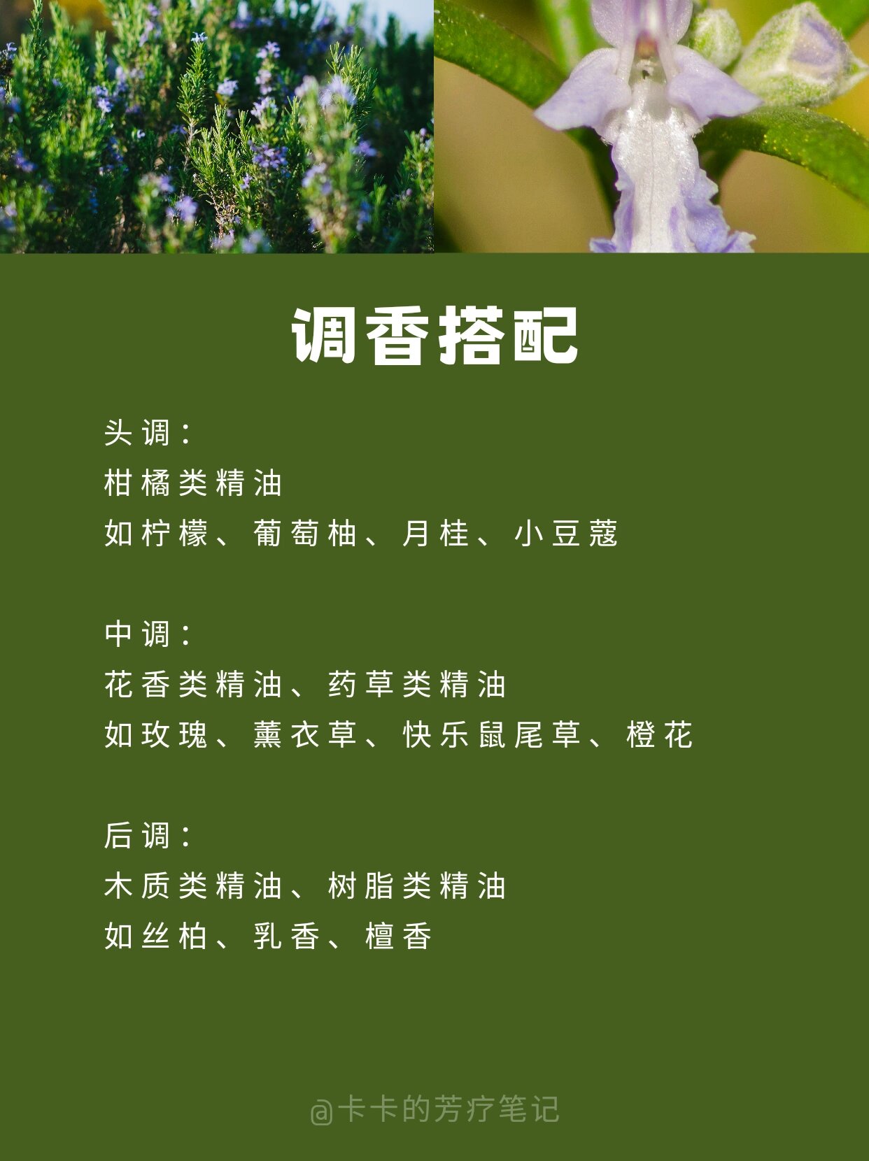 9797这里分享的迷迭香是桉油醇迷迭香,之前上课的时候只闻了这