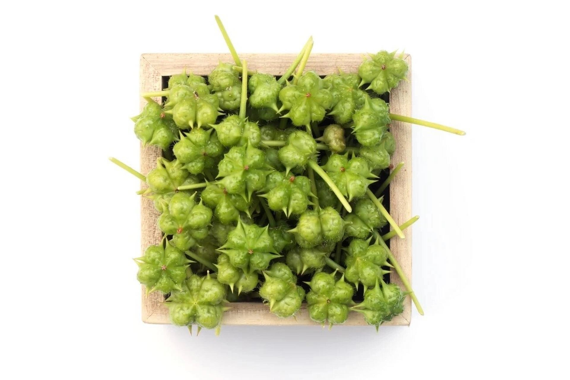 每天一味中药(蒺藜) 【来源】为蒺藜科植物蒺藜的干燥成熟果实.