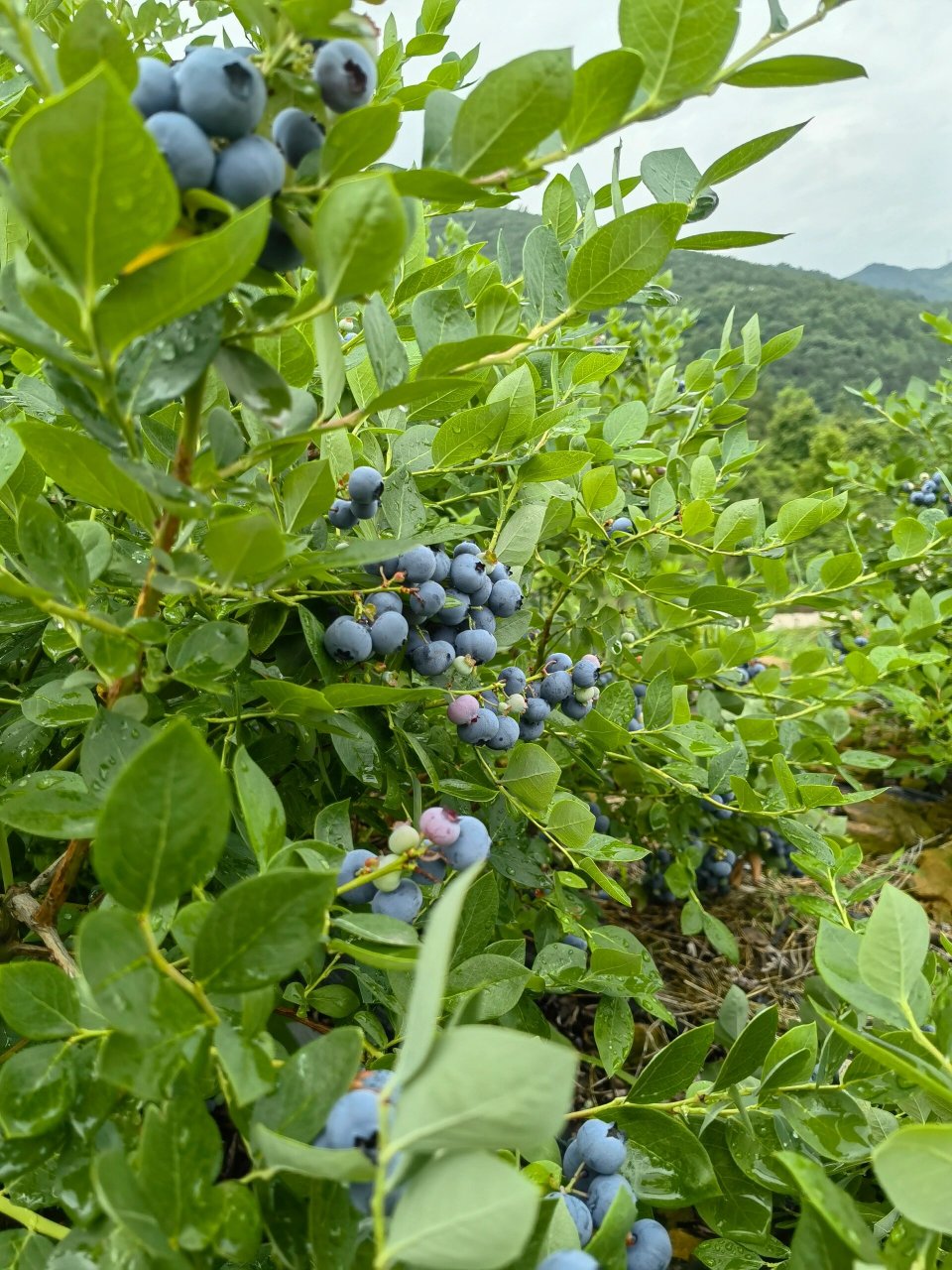 农村山上的野蓝莓图片