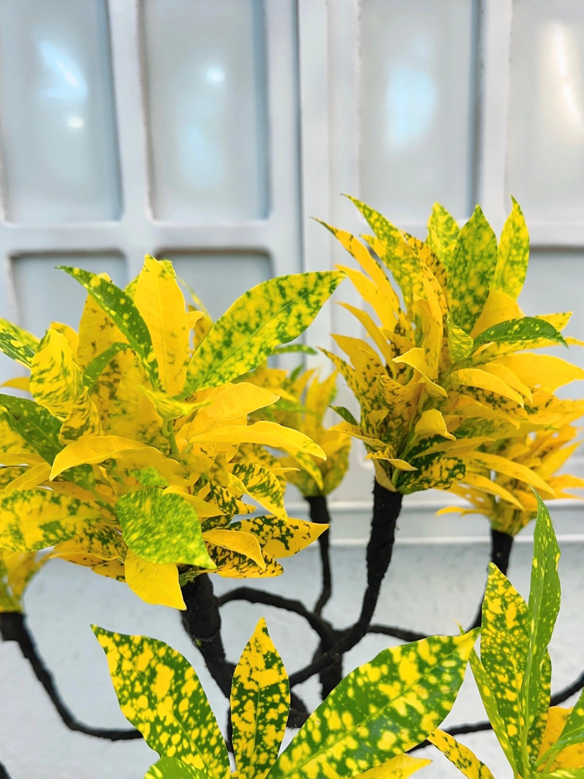 洒金榕,又叫黄金万两. 招财旺运,财源滚滚之寓意.