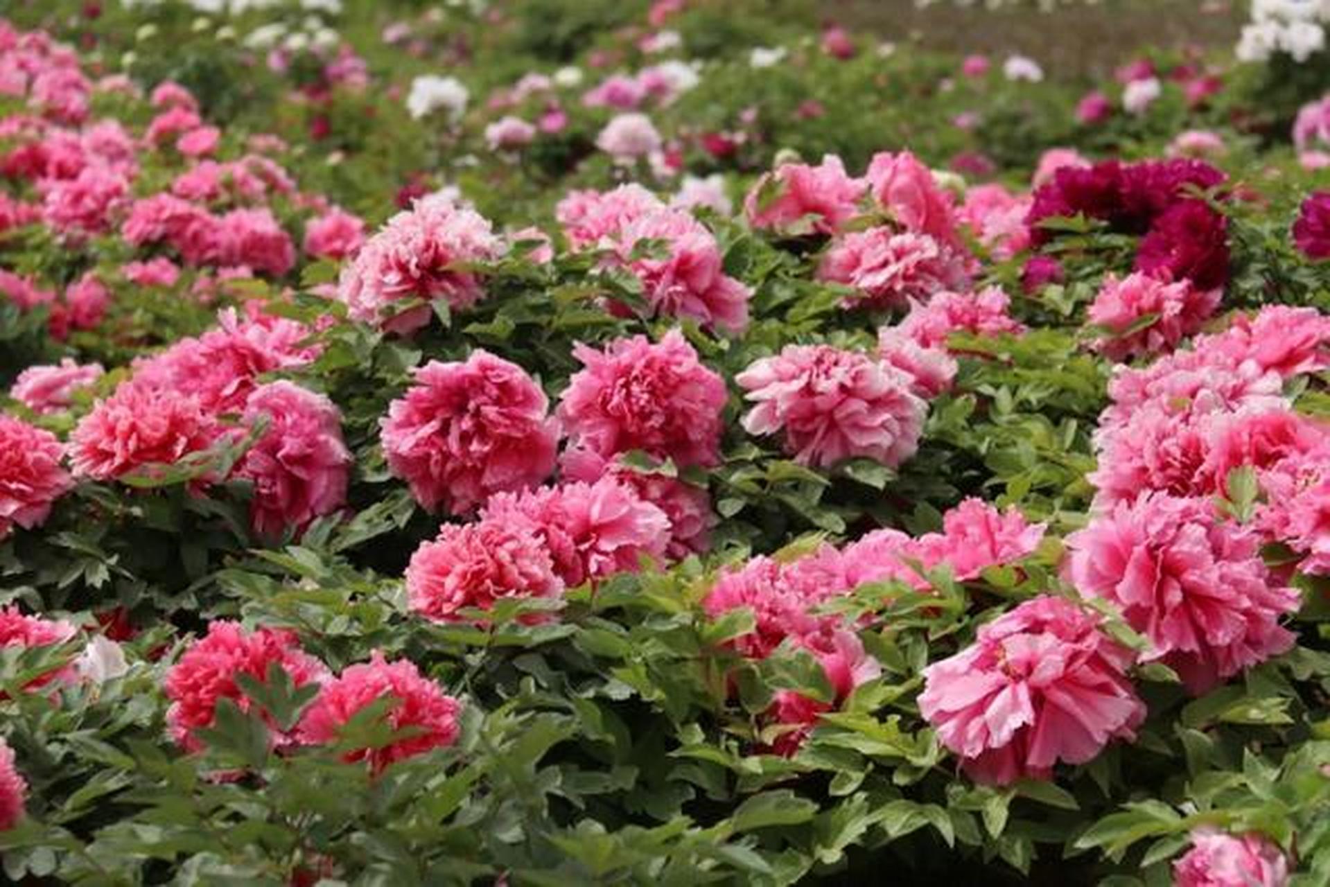 菏泽冠宇牡丹园:大田牡丹花如海 静待游人来如潮牡丹就在菏泽 菏泽