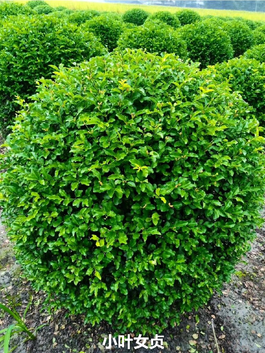 皮球柏 柏科常绿灌木,喜光耐寒,耐旱,对土壤要求不高,微酸到弱碱性