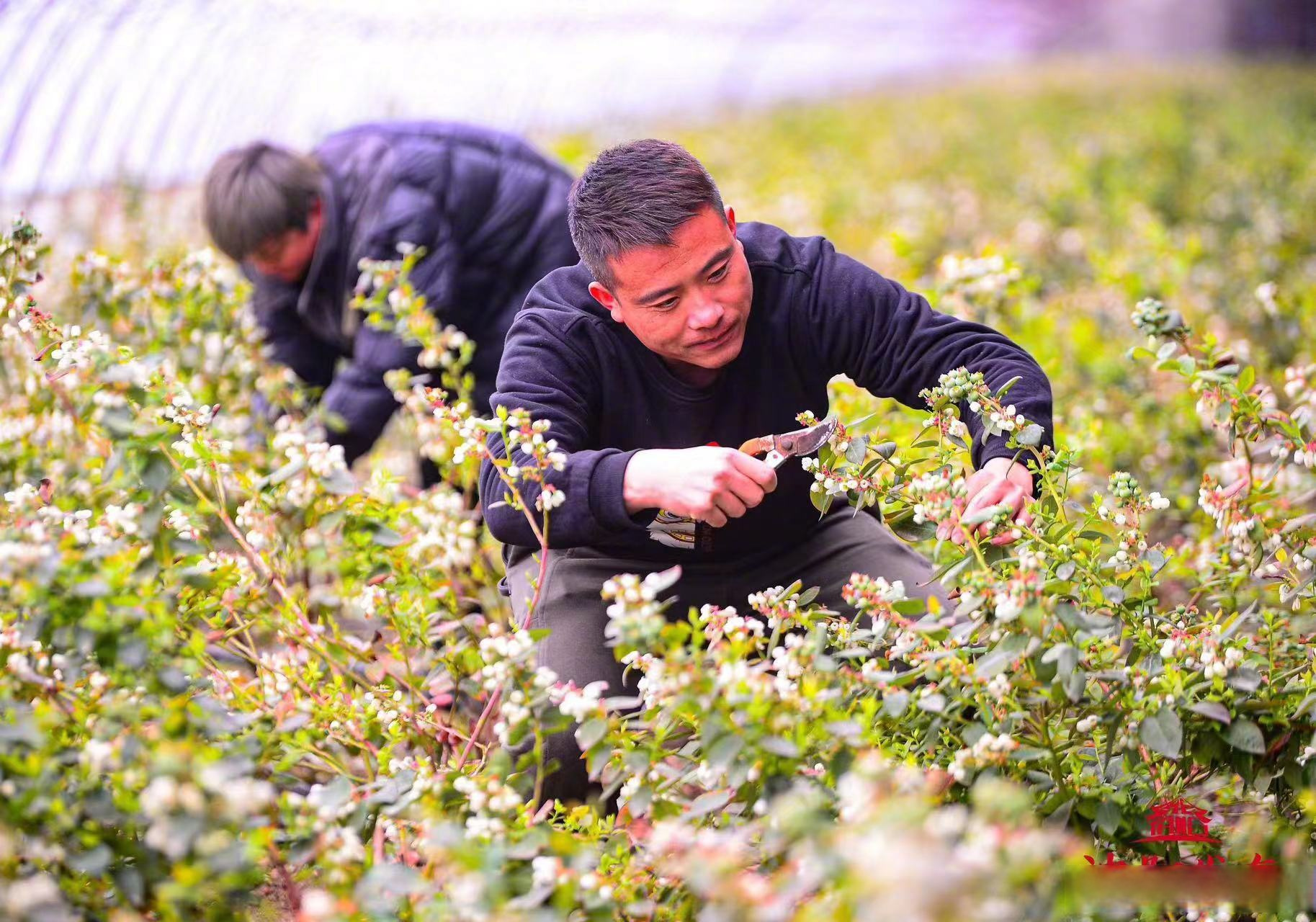 走入沈阳市辽中区六间房镇马三家子村的玫瑰基地,村民们正忙着施肥