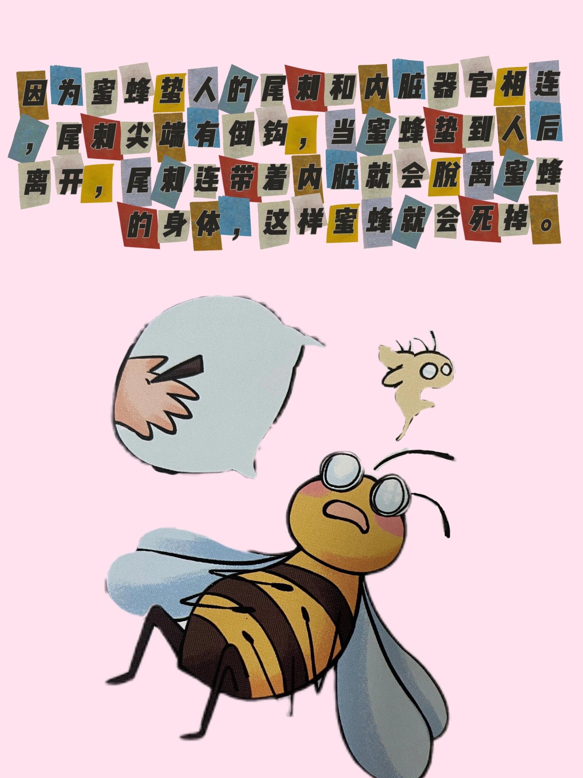 科学冷知识～蜜蜂蜇人后为什么会死?