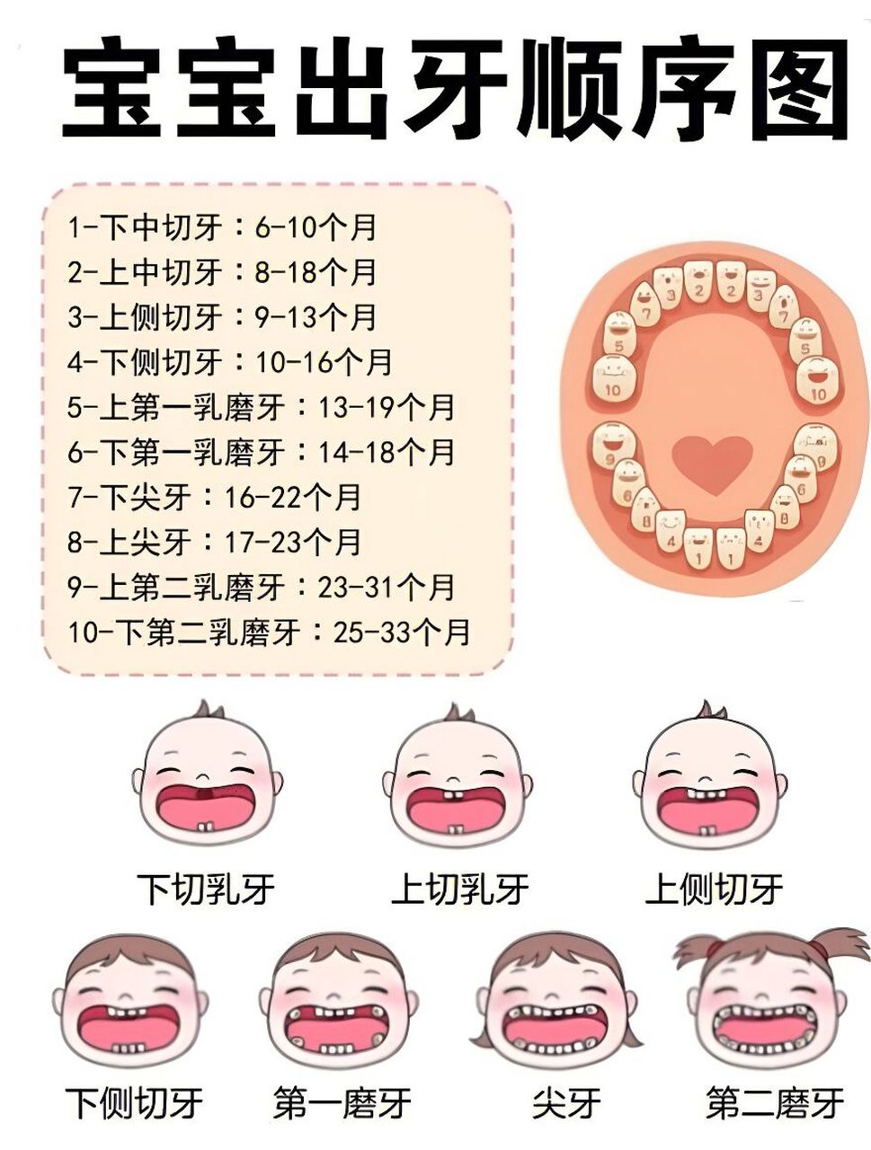 月开始出牙(有的宝宝可能在4个月时就开始),到2岁半左右乳牙基本出齐