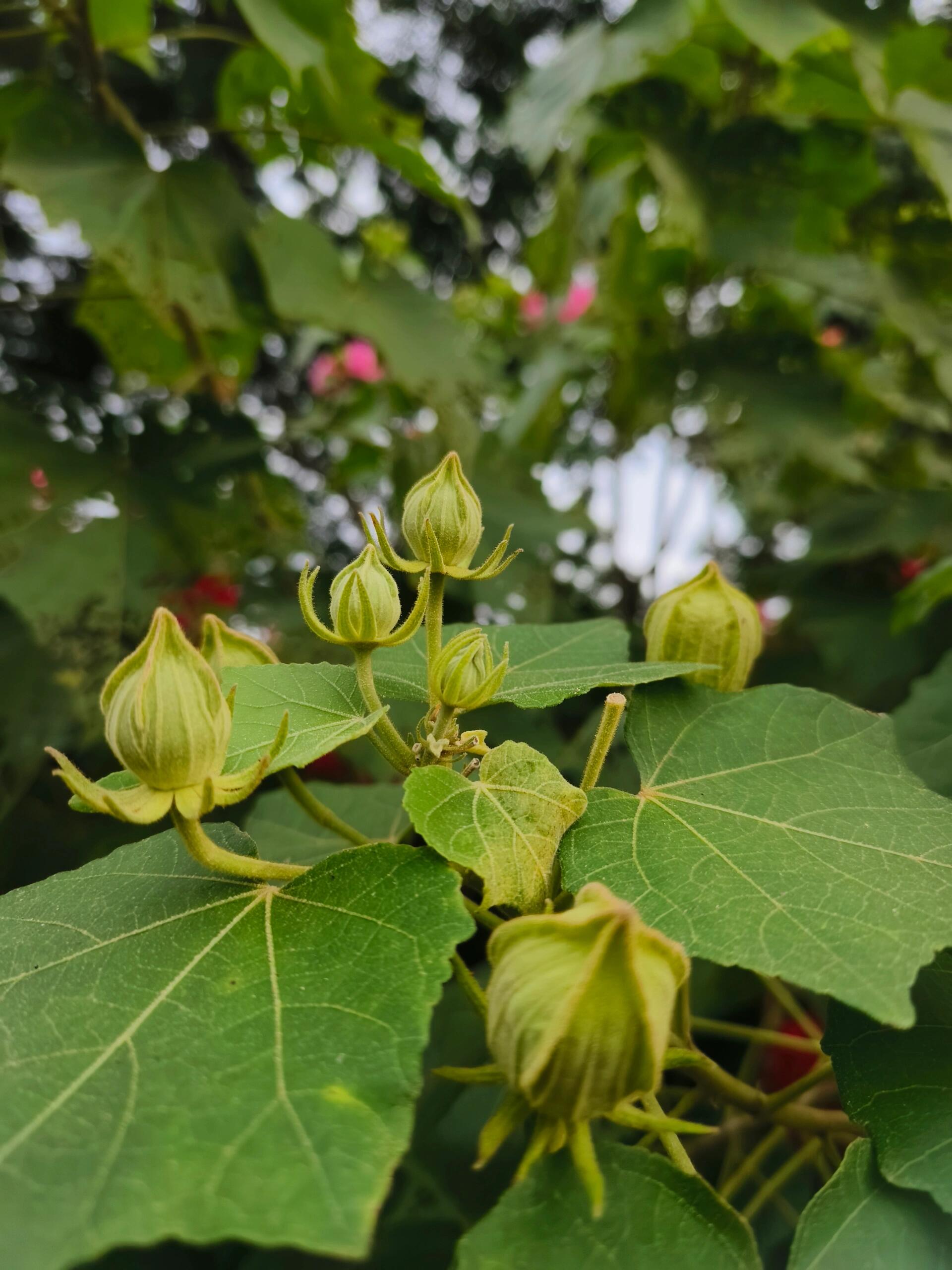 每天认识一种植物025 | 木芙蓉