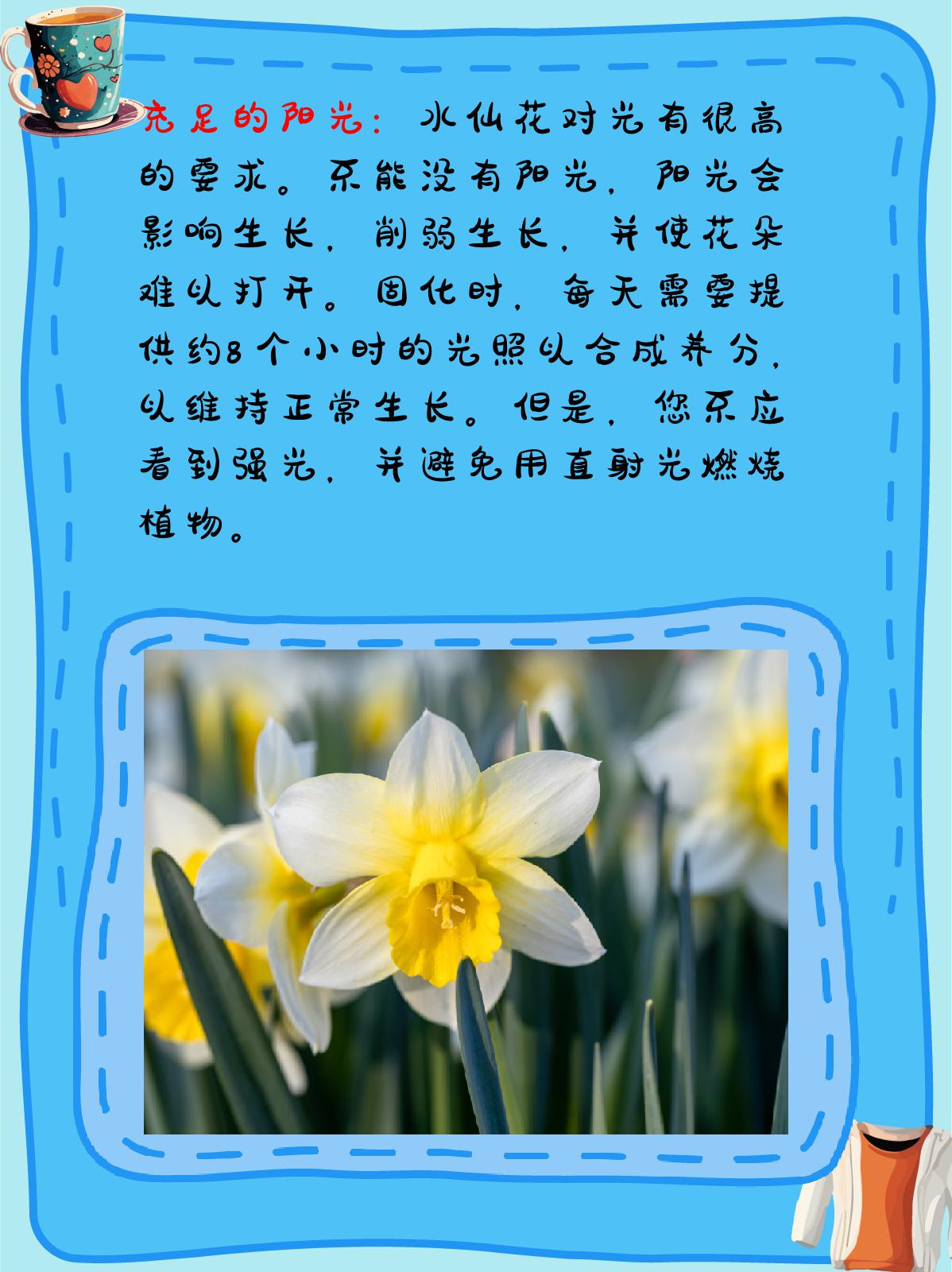 水仙花水培方法图片