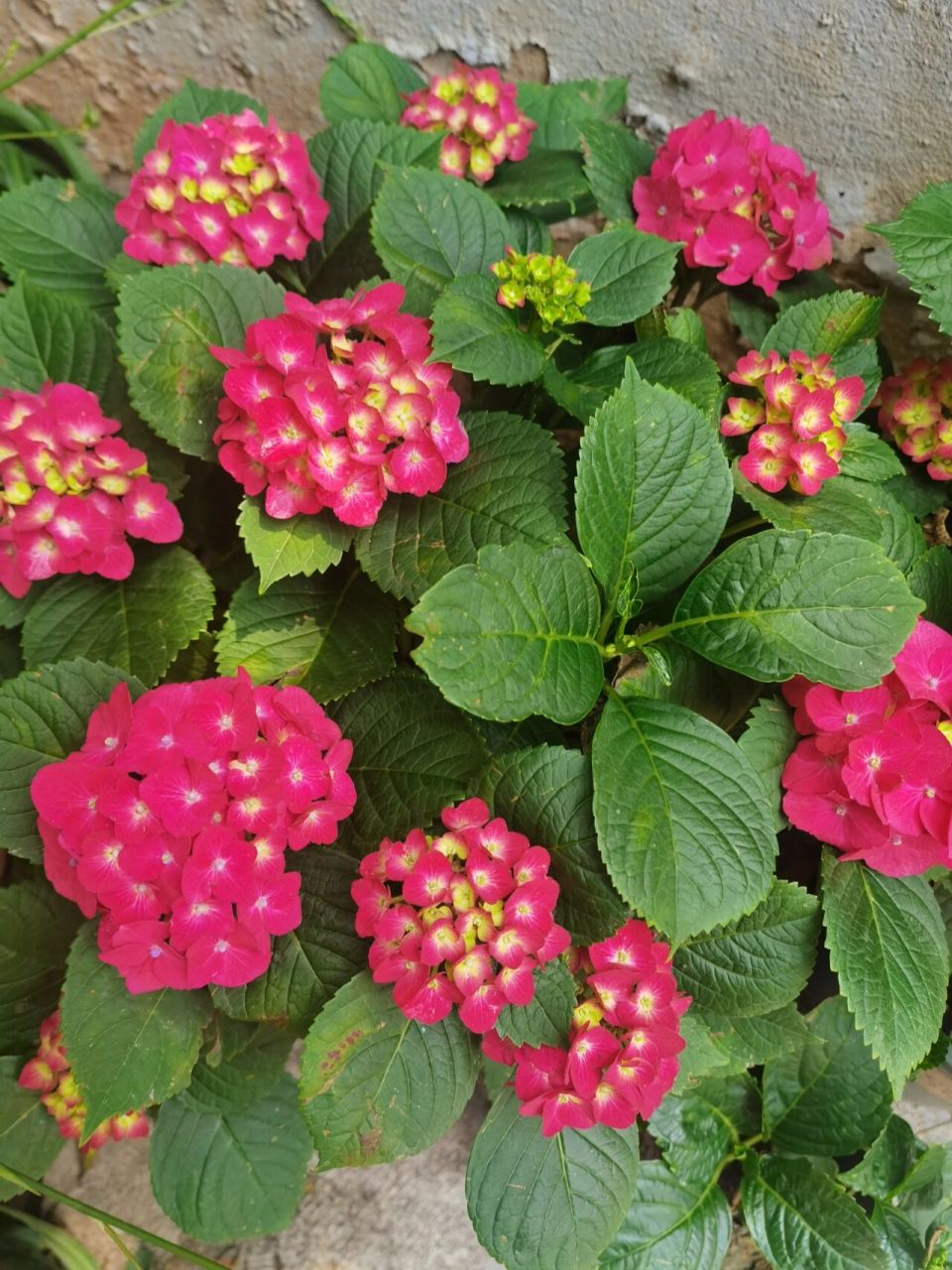 绣球 魔幻红宝石 魔幻红宝石应该是魔幻系列最普及的品种了,好买又