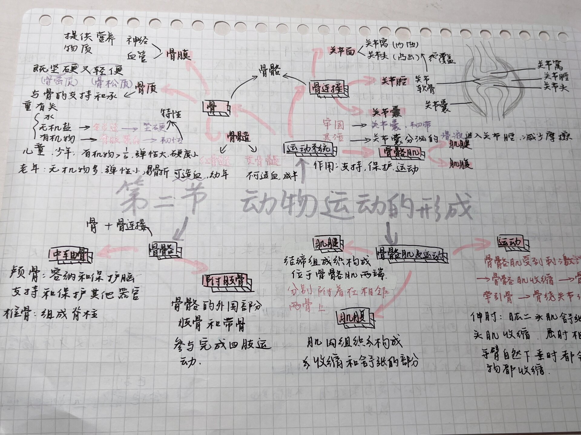 八上生物第二节动物运动的形成思维导图 很喜欢紫粉搭配