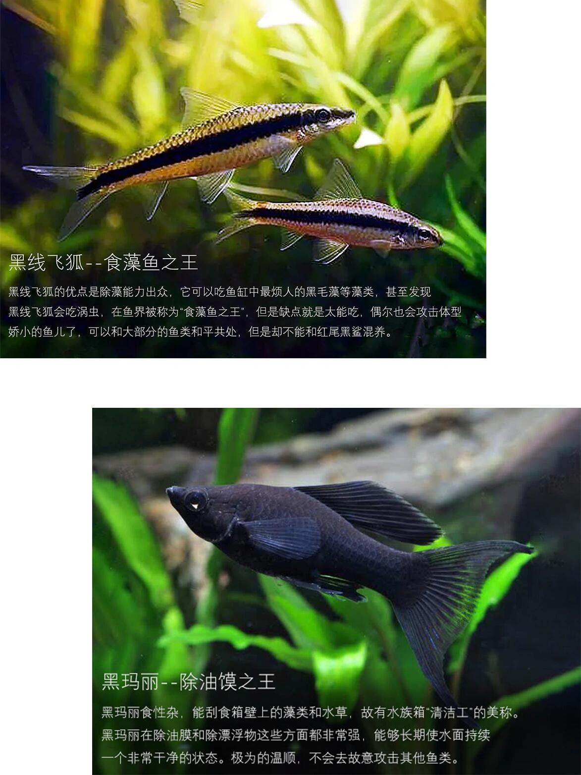 鱼缸除藻工具鱼,你选对了没!